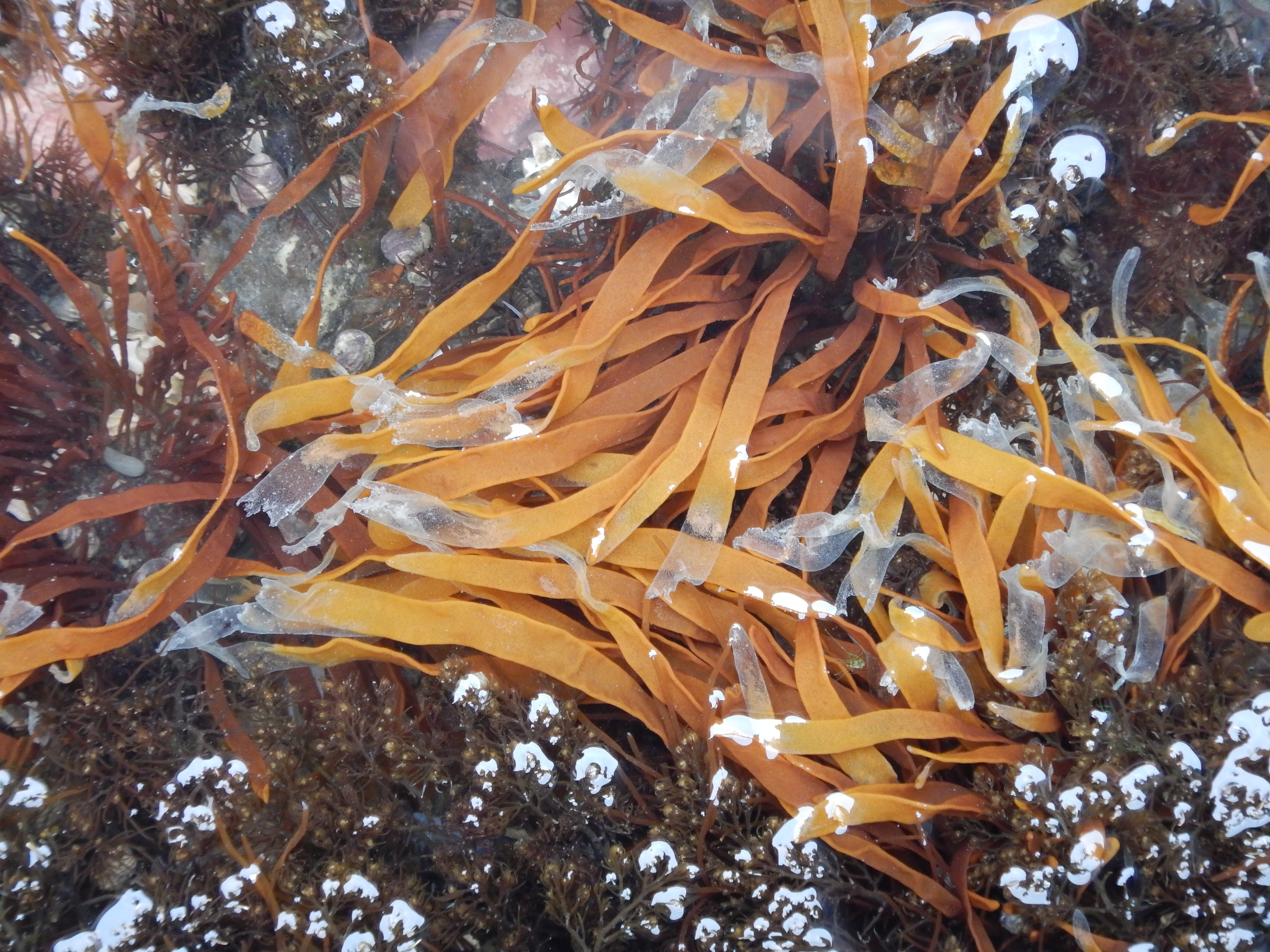 Dumontia simplex – M. Lindeberg · Cook Inlet · May 2017
