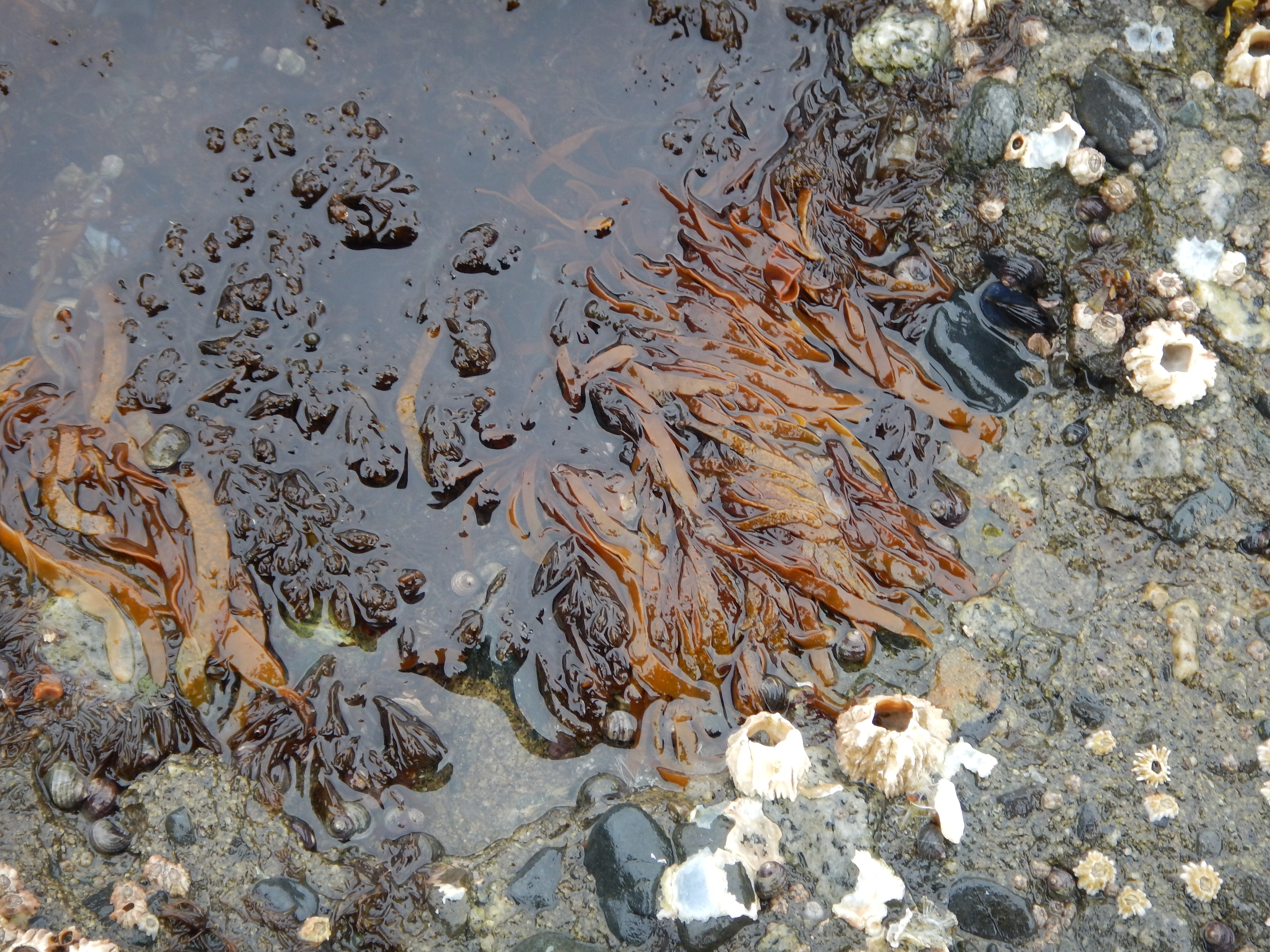 Dumontia simplex – M. Lindeberg · Cook Inlet · May 2017