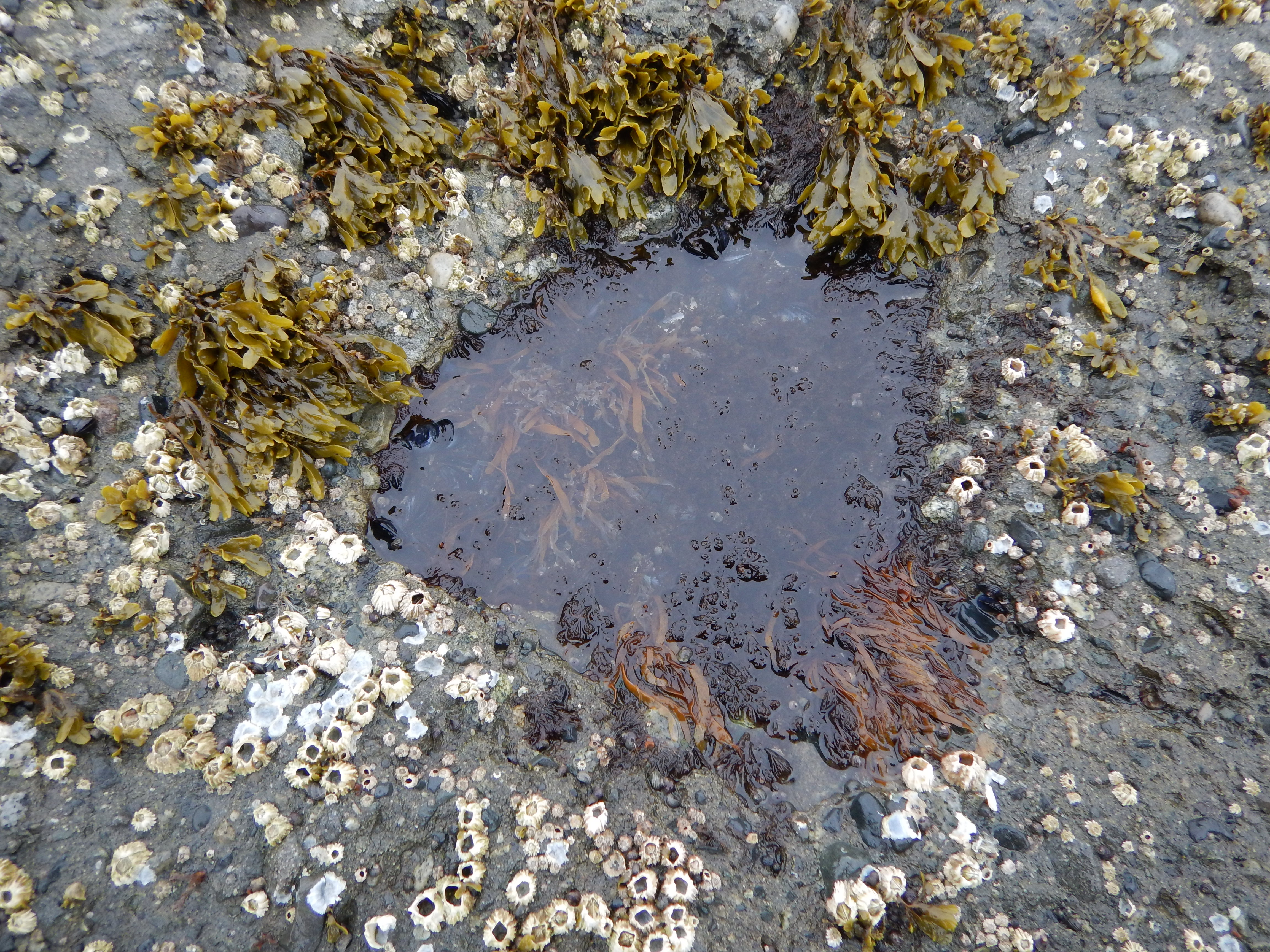 Dumontia simplex – M. Lindeberg · Cook Inlet · May 2017