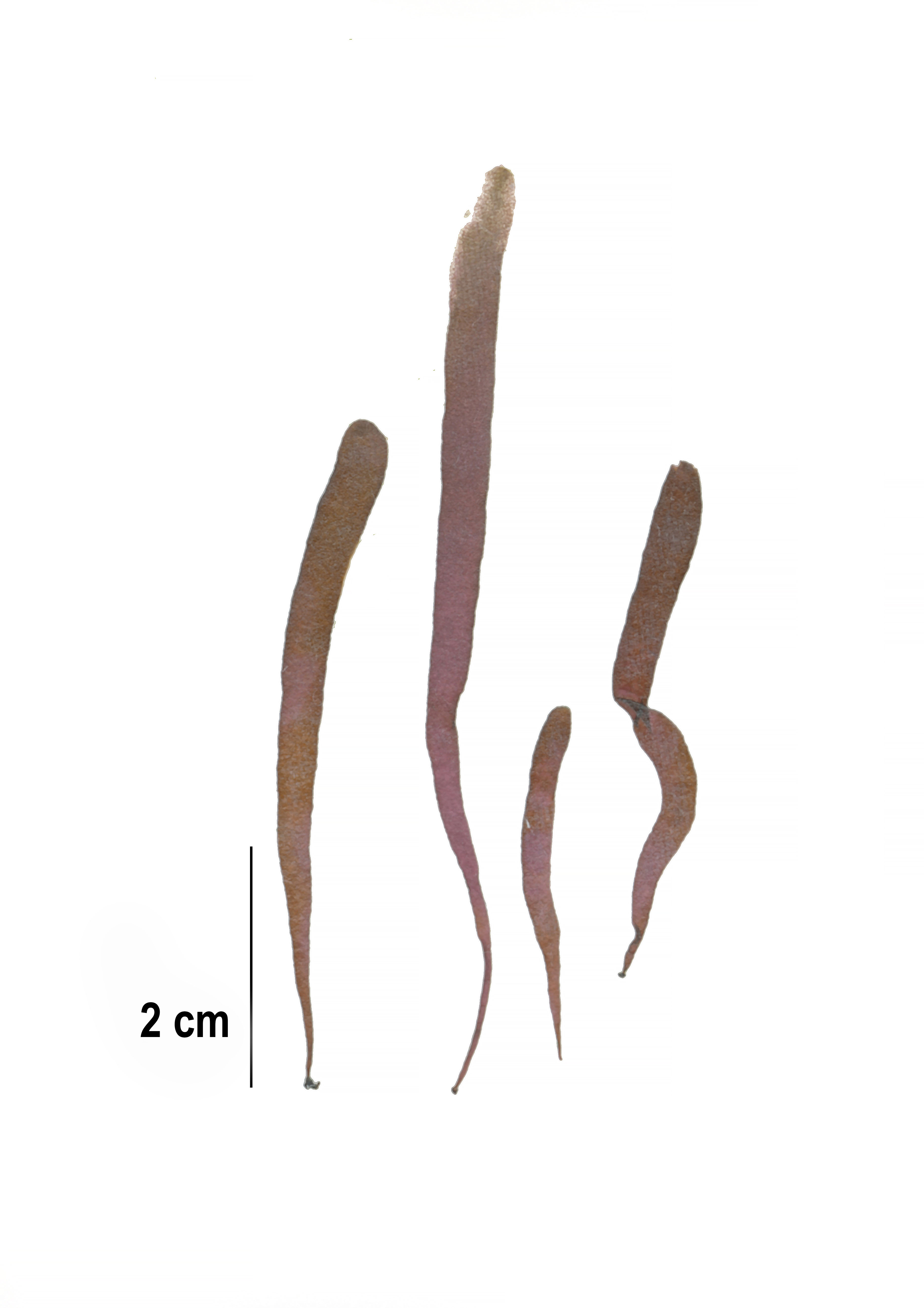 Dumontia simplex