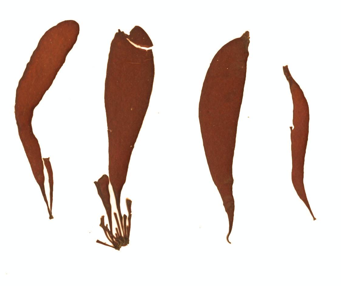 Dumontia simplex – S. Lindstrom