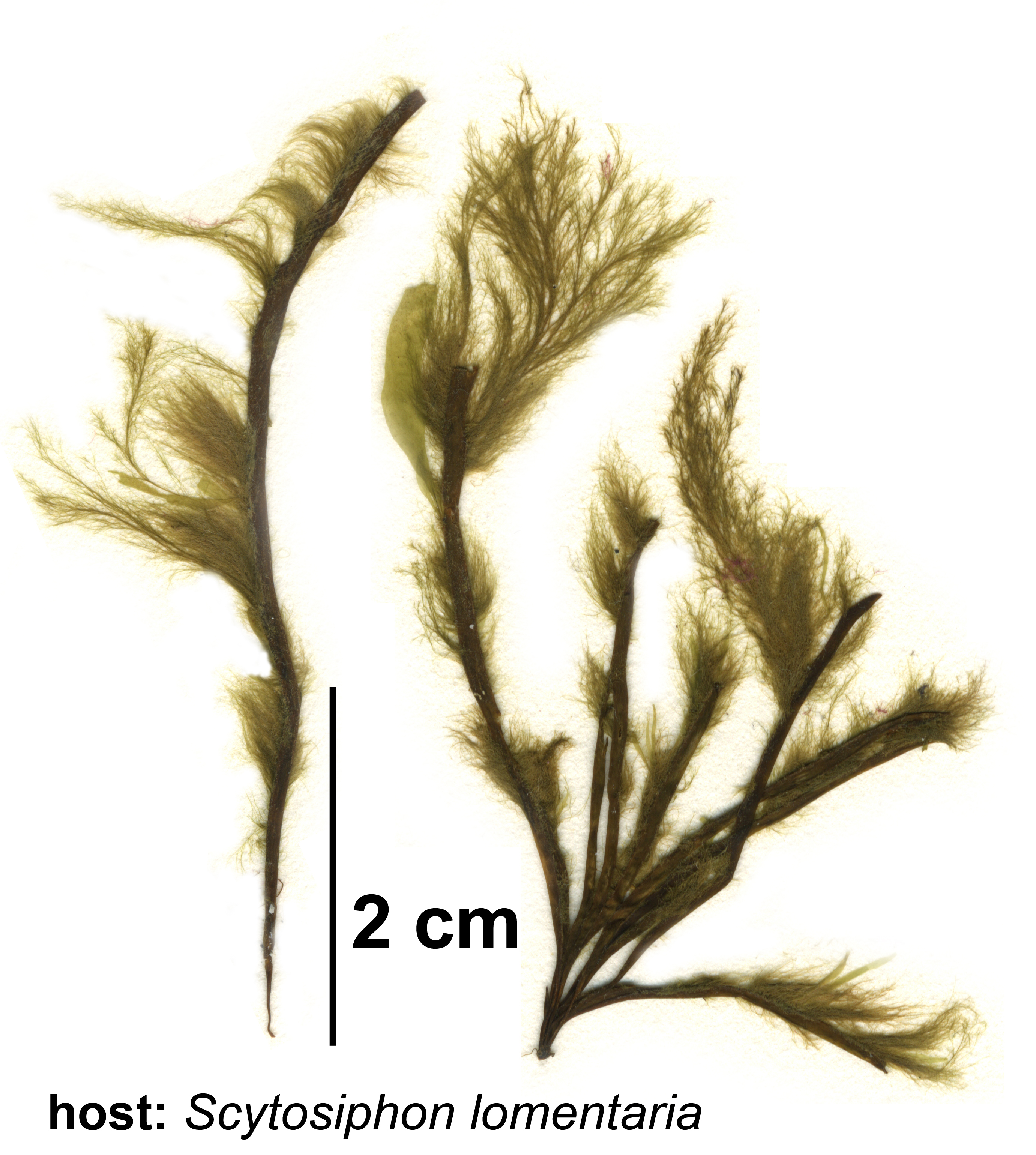 Ectocarpus siliculosus complex