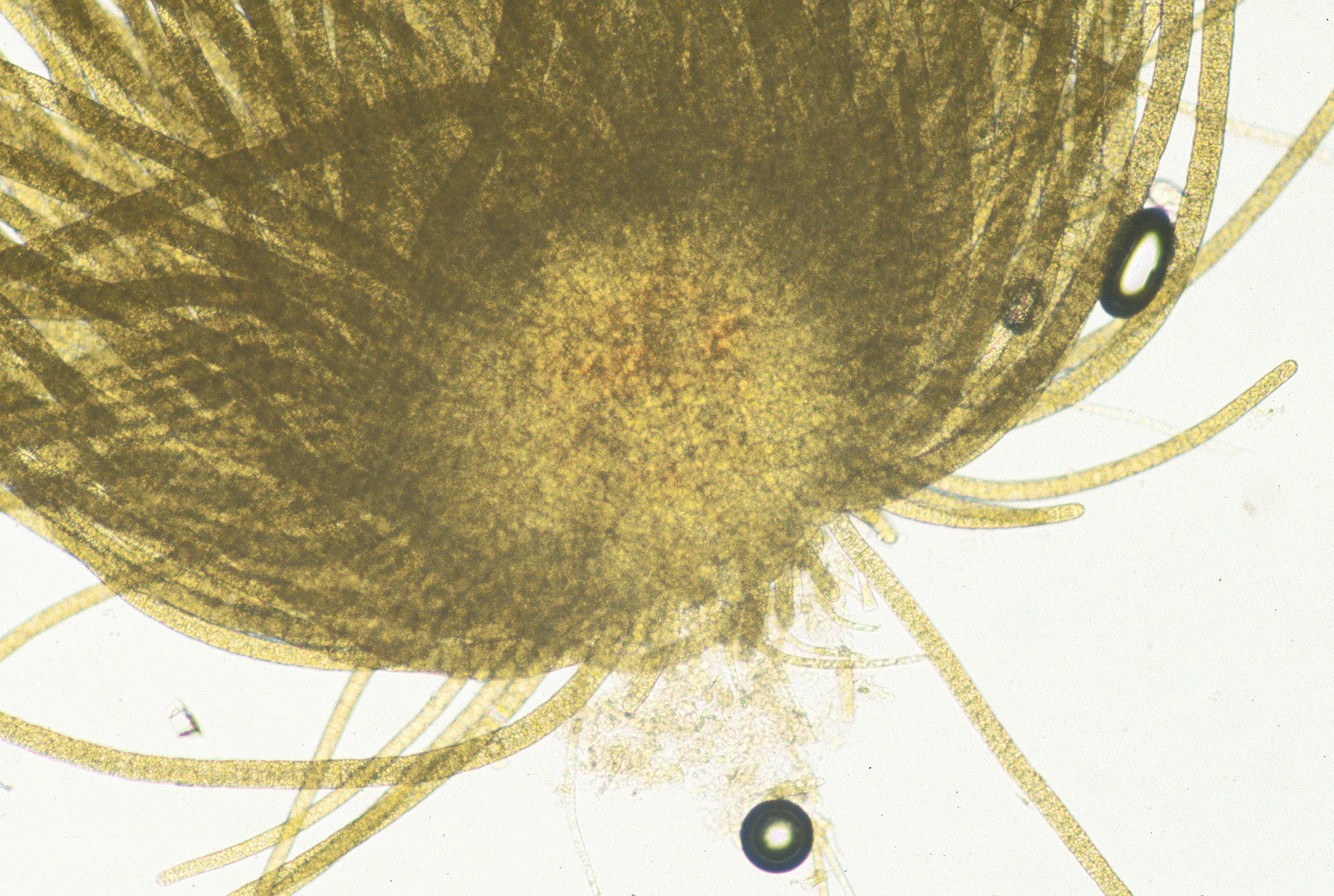 Elachista sp.