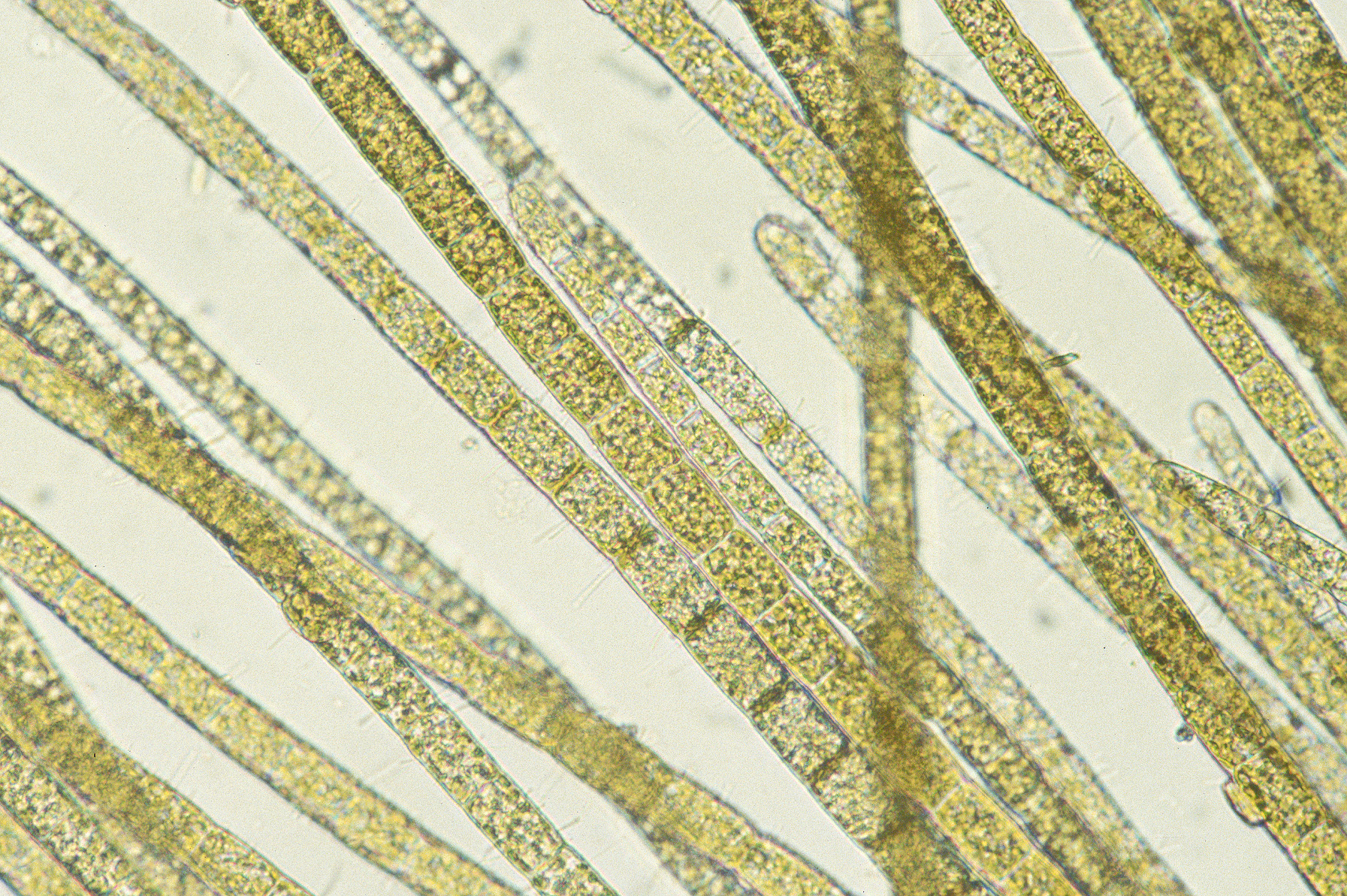 Elachista sp. – M. Lindeberg · Southeast Alaska · June 1991