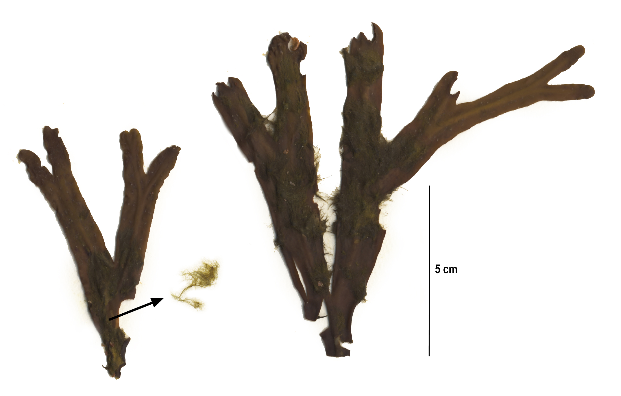 Elachista sp. – S. Lindstrom