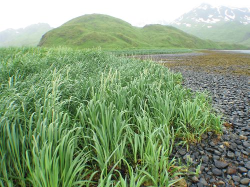 Leymus mollis – M. Lindeberg · Aleutian Islands · July 2006