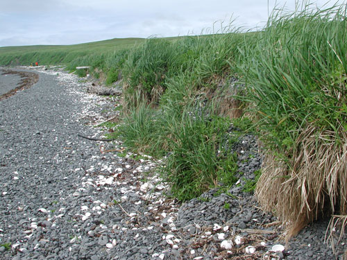 Leymus mollis – M. Lindeberg · Kodiak Archipelago · June 2005
