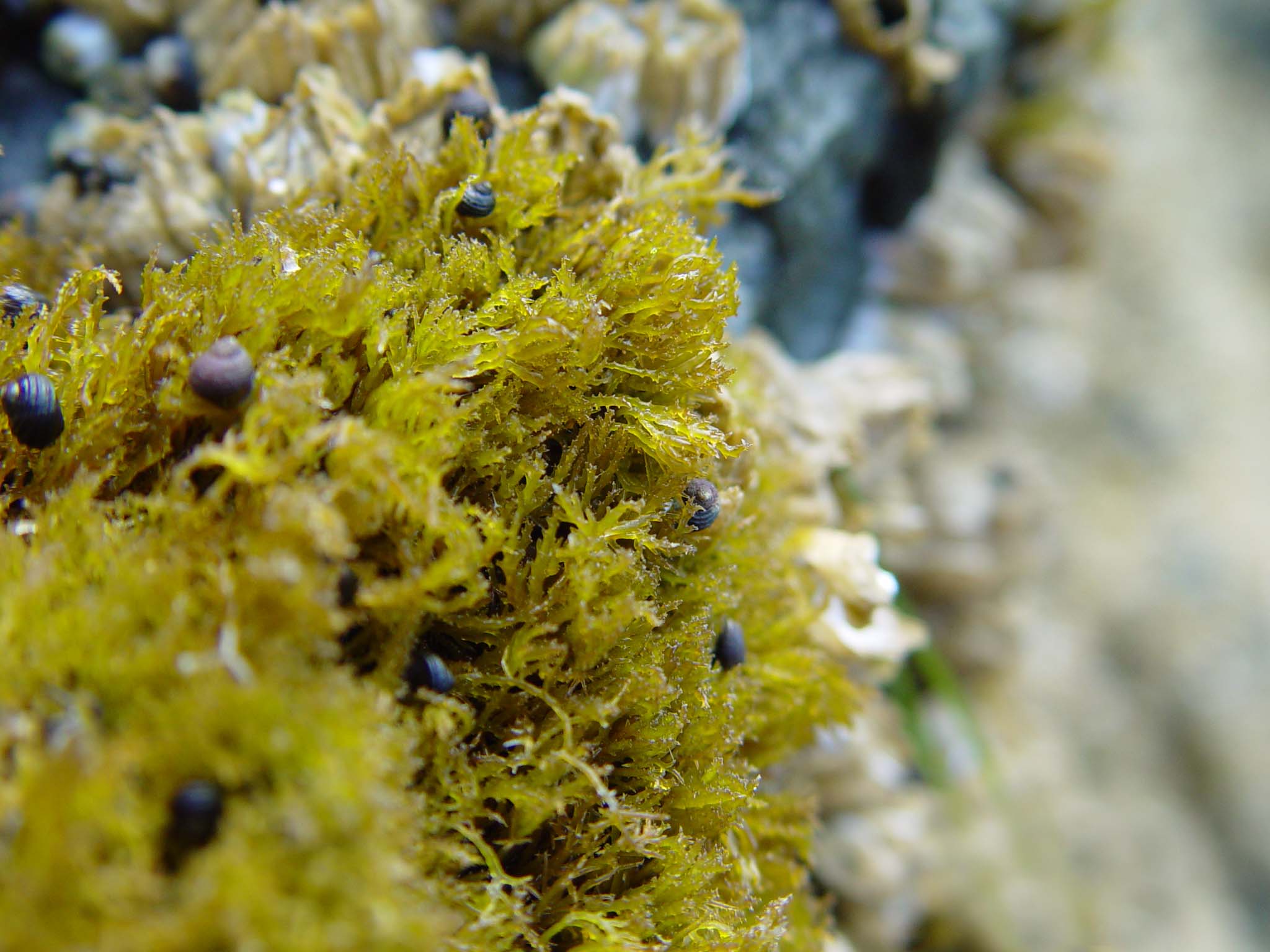 Endocladia muricata – M. Lindeberg · Cook Inlet · June 2003