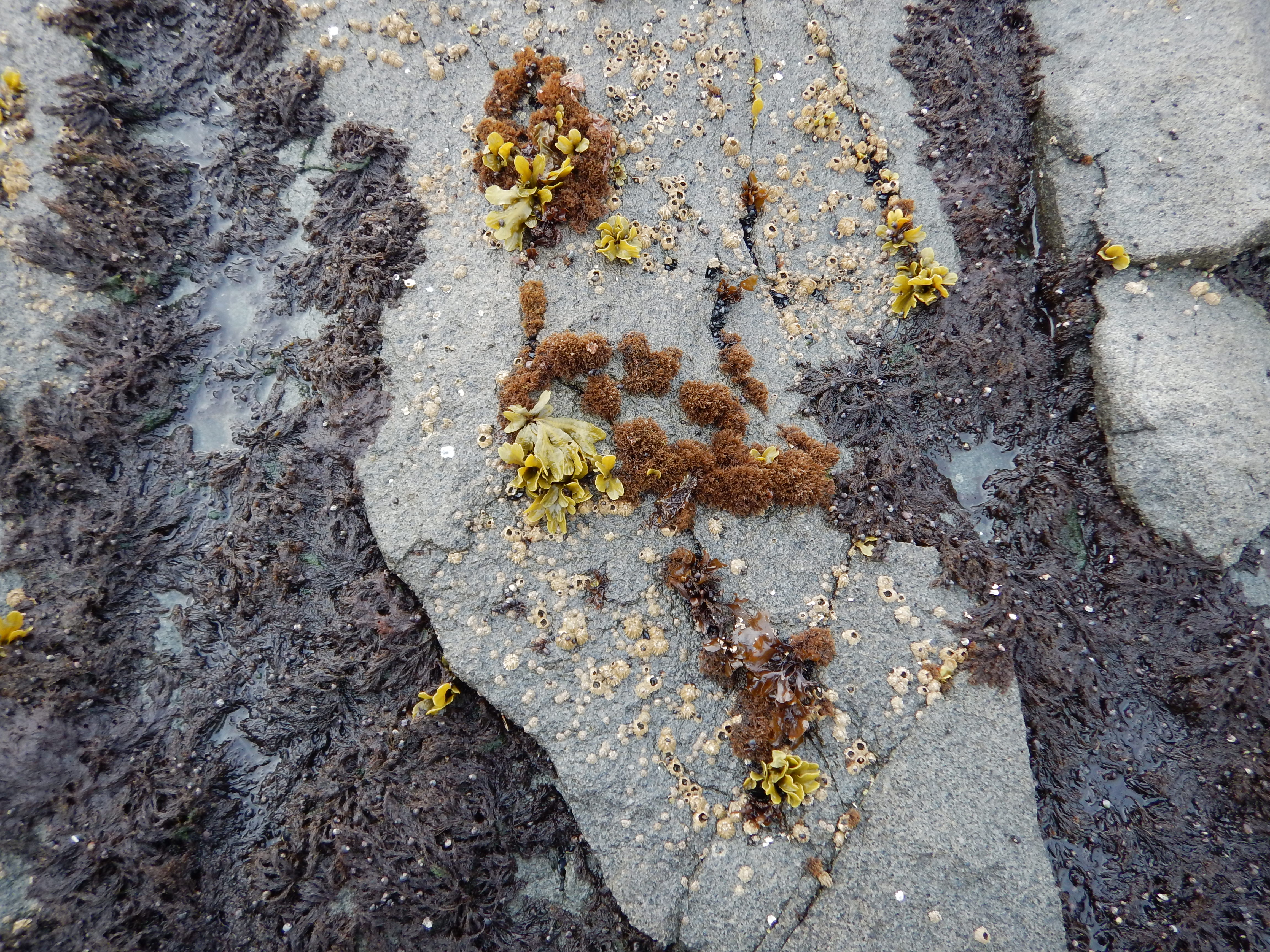 Endocladia muricata – M. Lindeberg · Alaska Peninsula · May 2016
