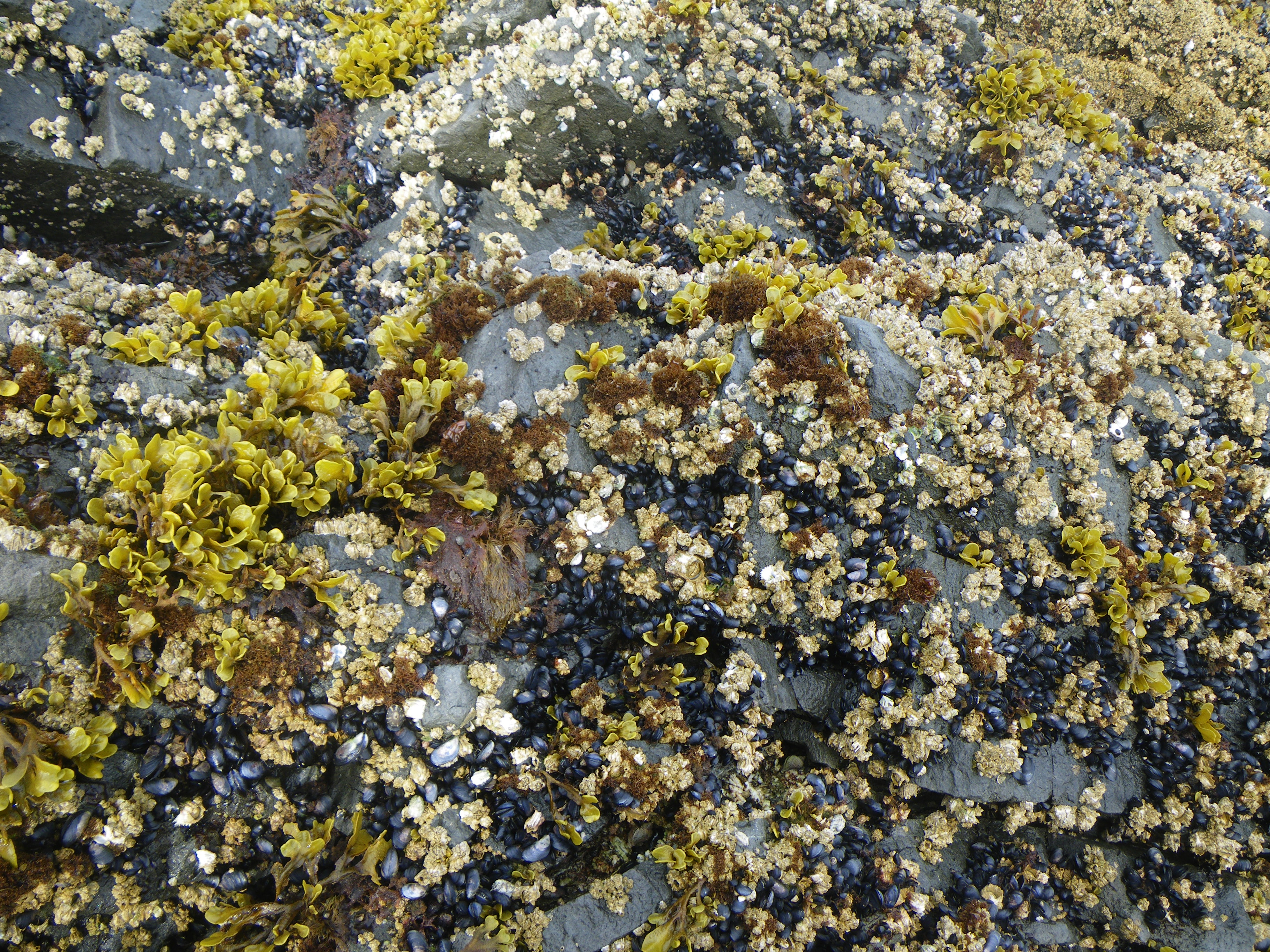 Endocladia muricata – M. Lindeberg · Southeast · June 2011