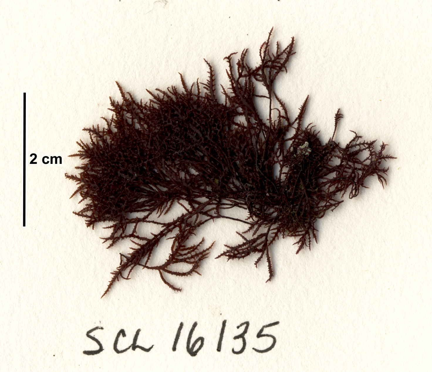 Endocladia muricata – S. Lindstrom · Alaska Peninsula · May 2016