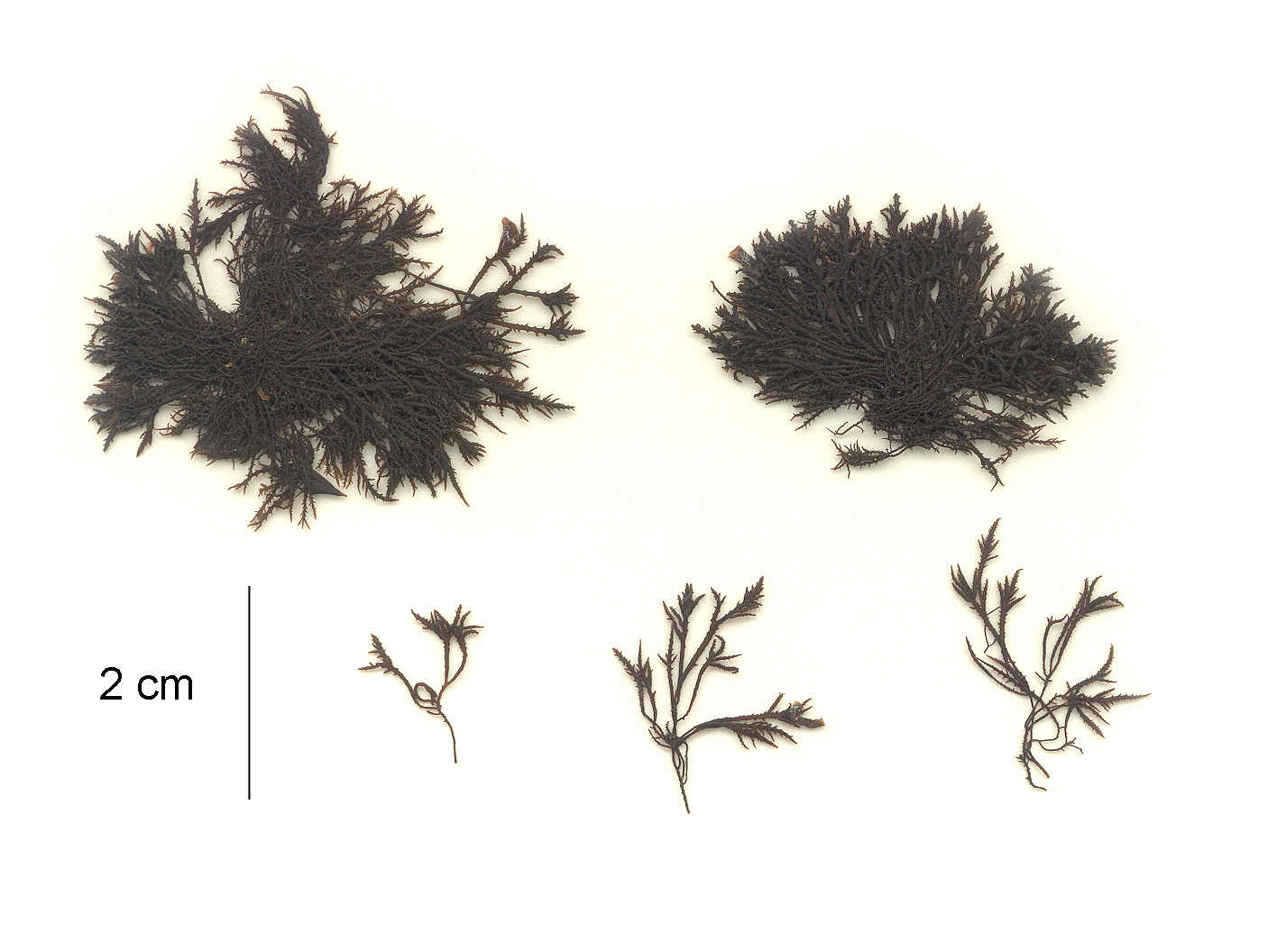 Endocladia muricata – M. Lindeberg · Aleutian Islands · July 2006