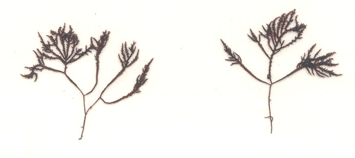 Endocladia muricata