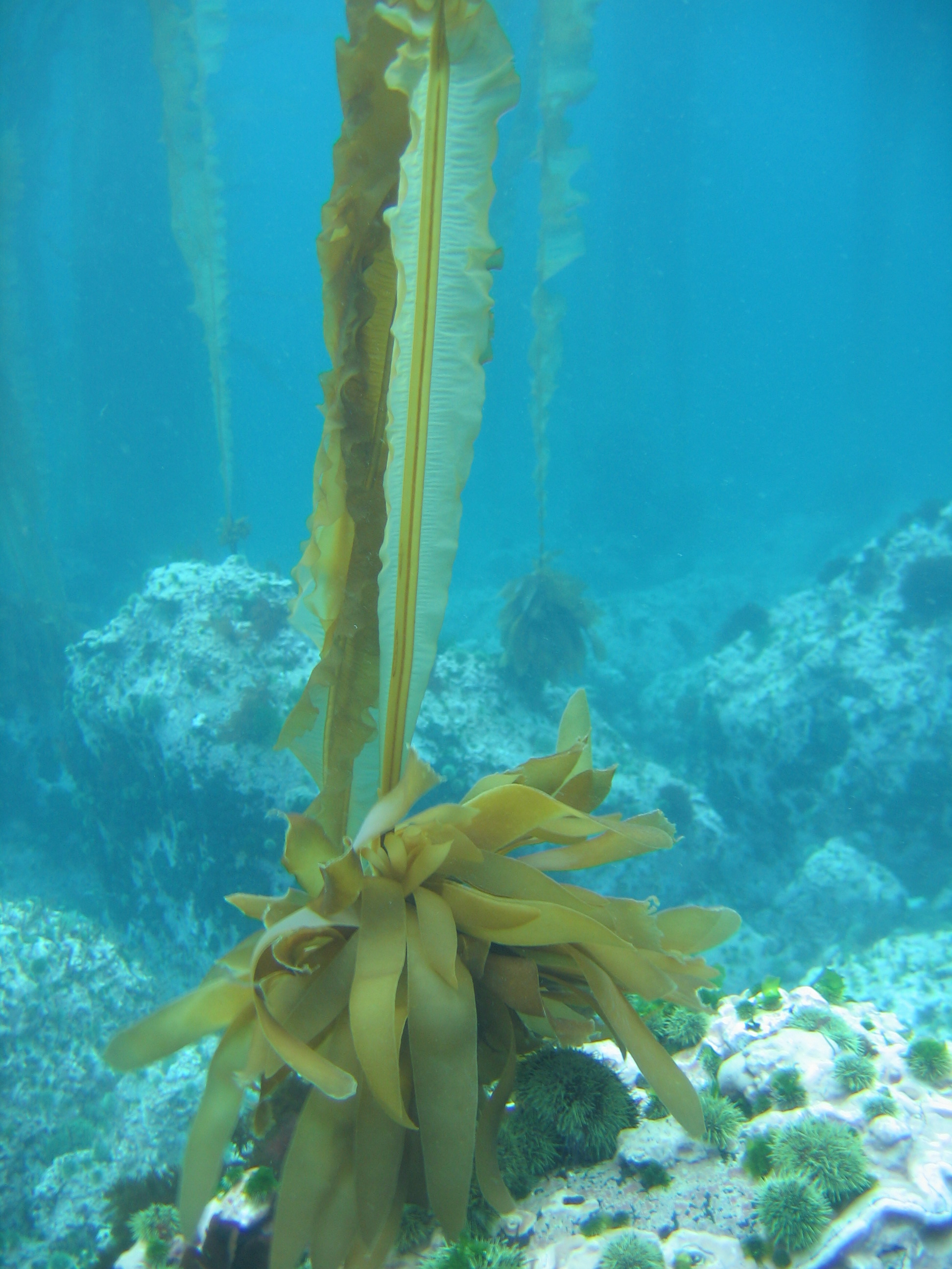 Eualaria fistulosa – H. Chenelot · Aleutian Islands · July 2006