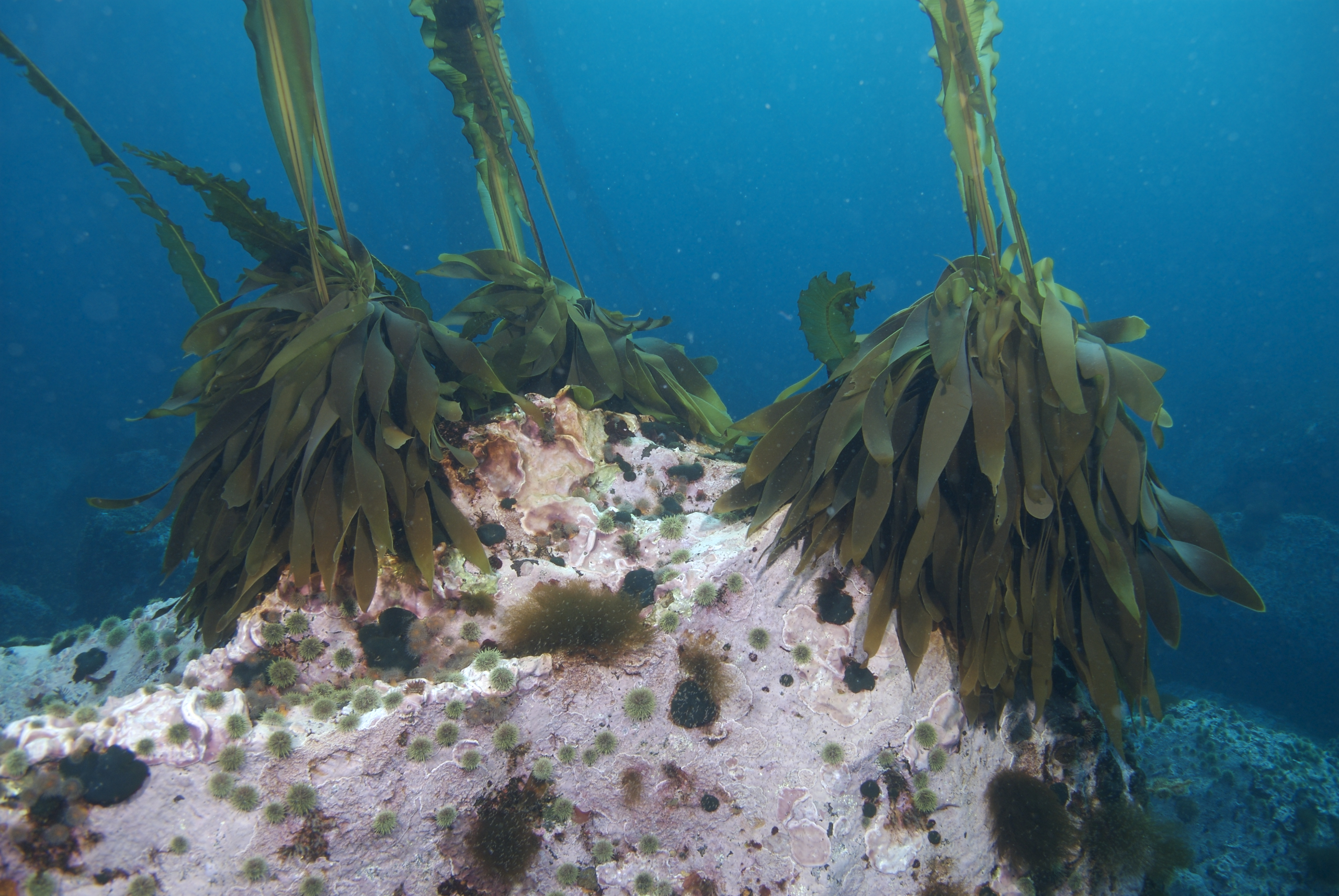 Eualaria fistulosa – S. Harper · Aleutian Islands · July 2007