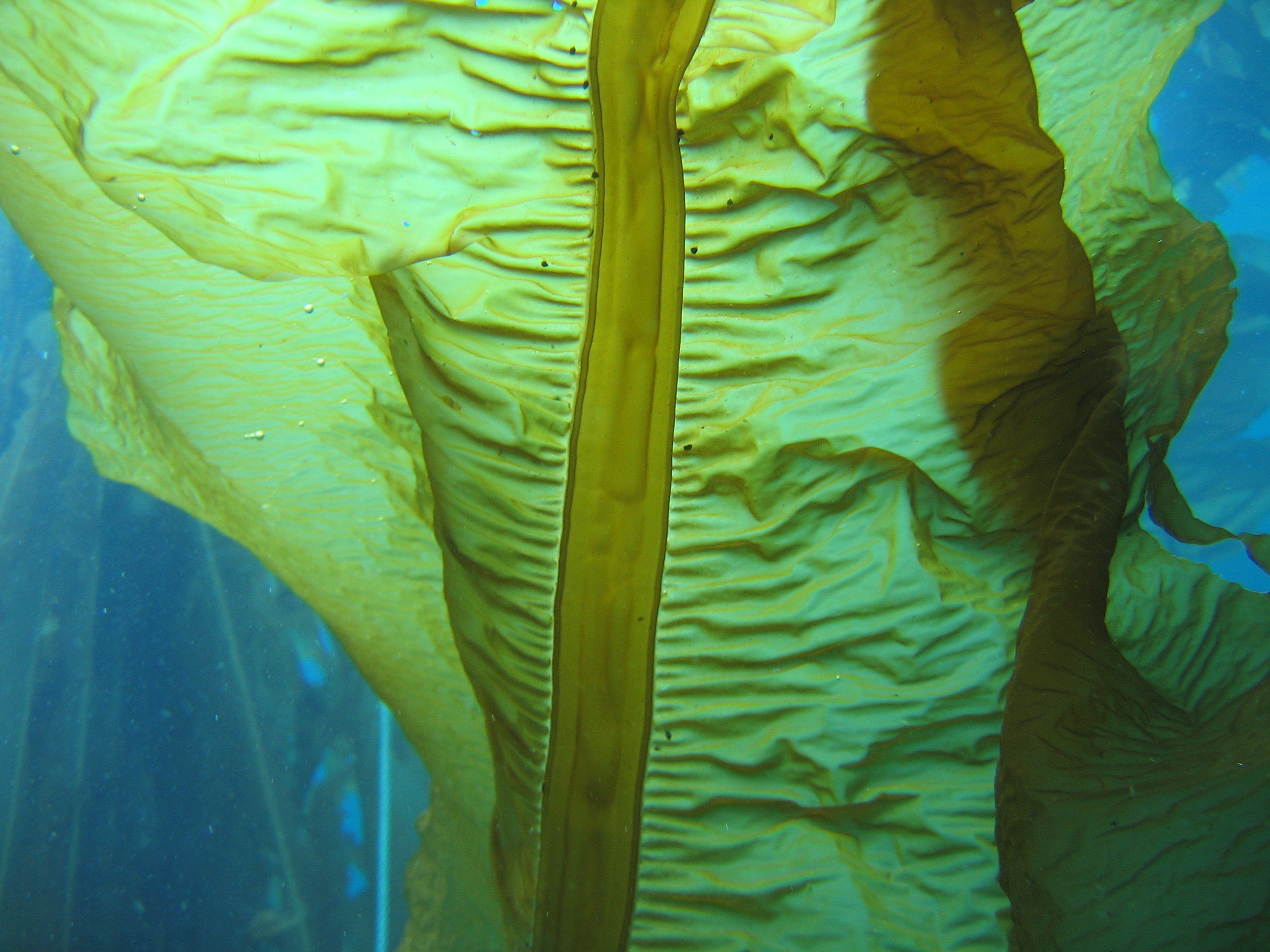 Eualaria fistulosa – H. Chenelot · Aleutian Islands · July 2006