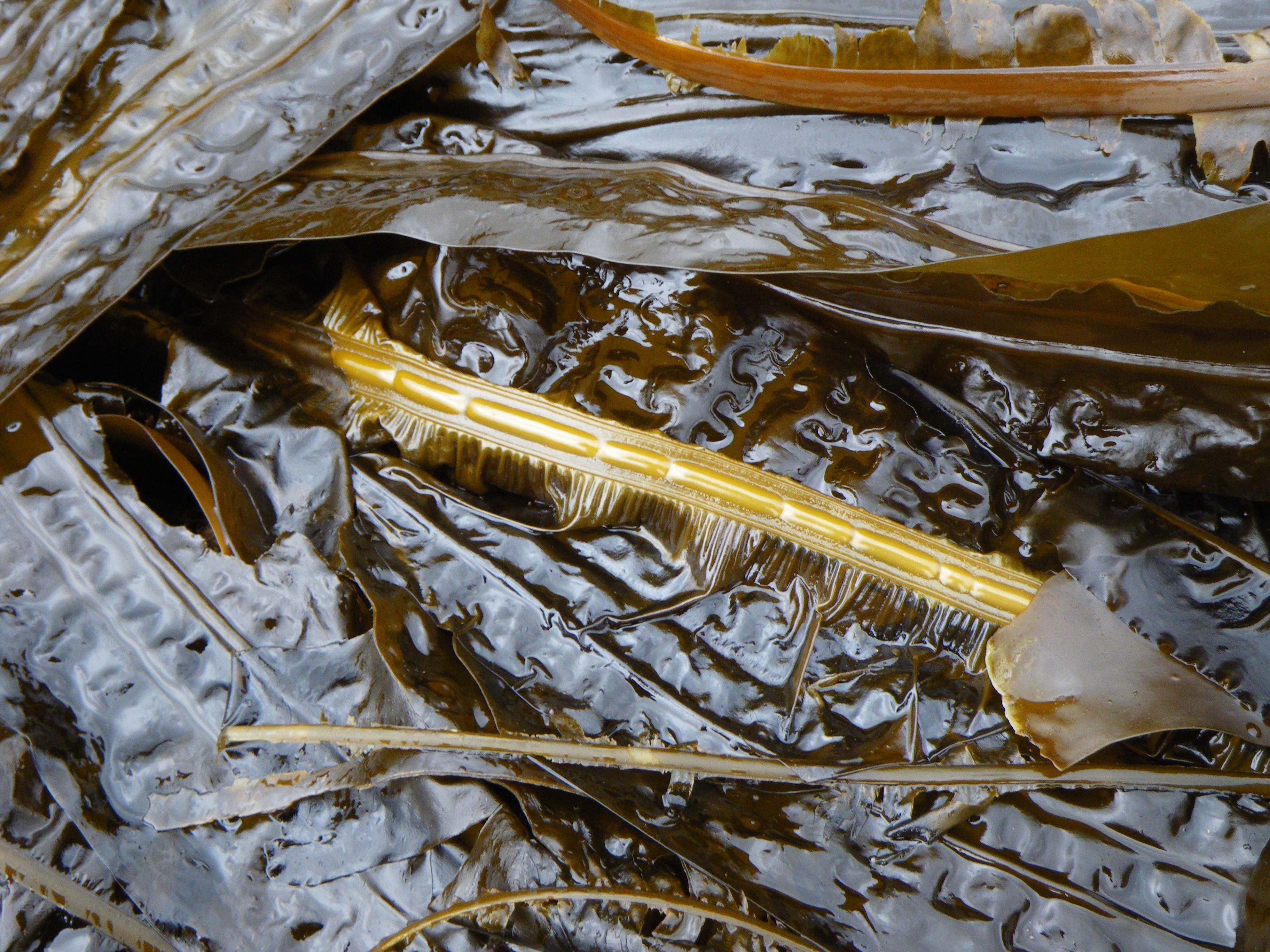 Eualaria fistulosa – M. Lindeberg · Cook Inlet · July 2009