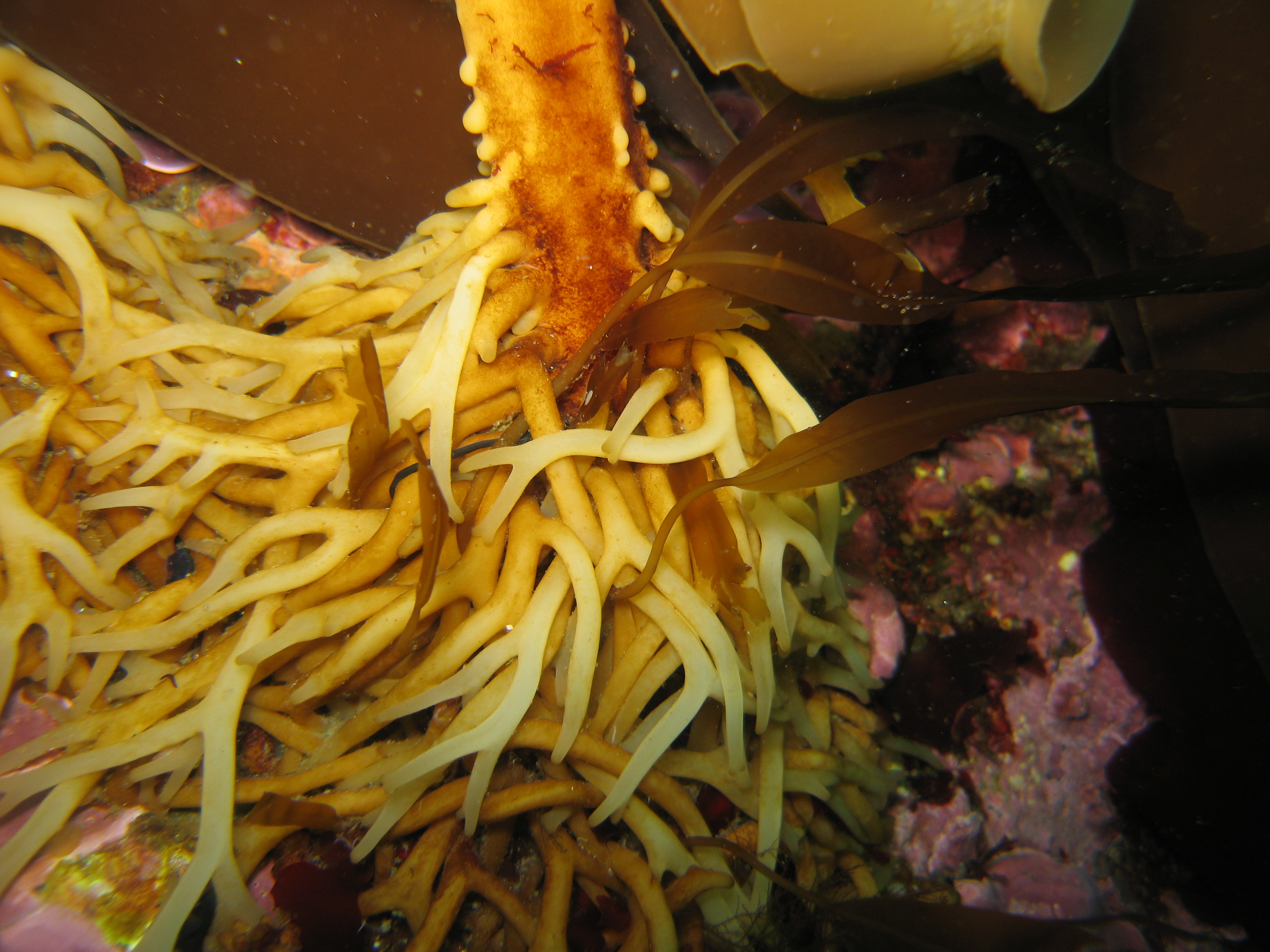 Eualaria fistulosa – R. Brewer · Aleutian Islands · July 2007