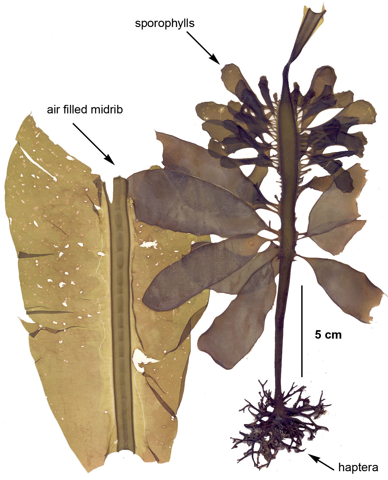 Eualaria fistulosa