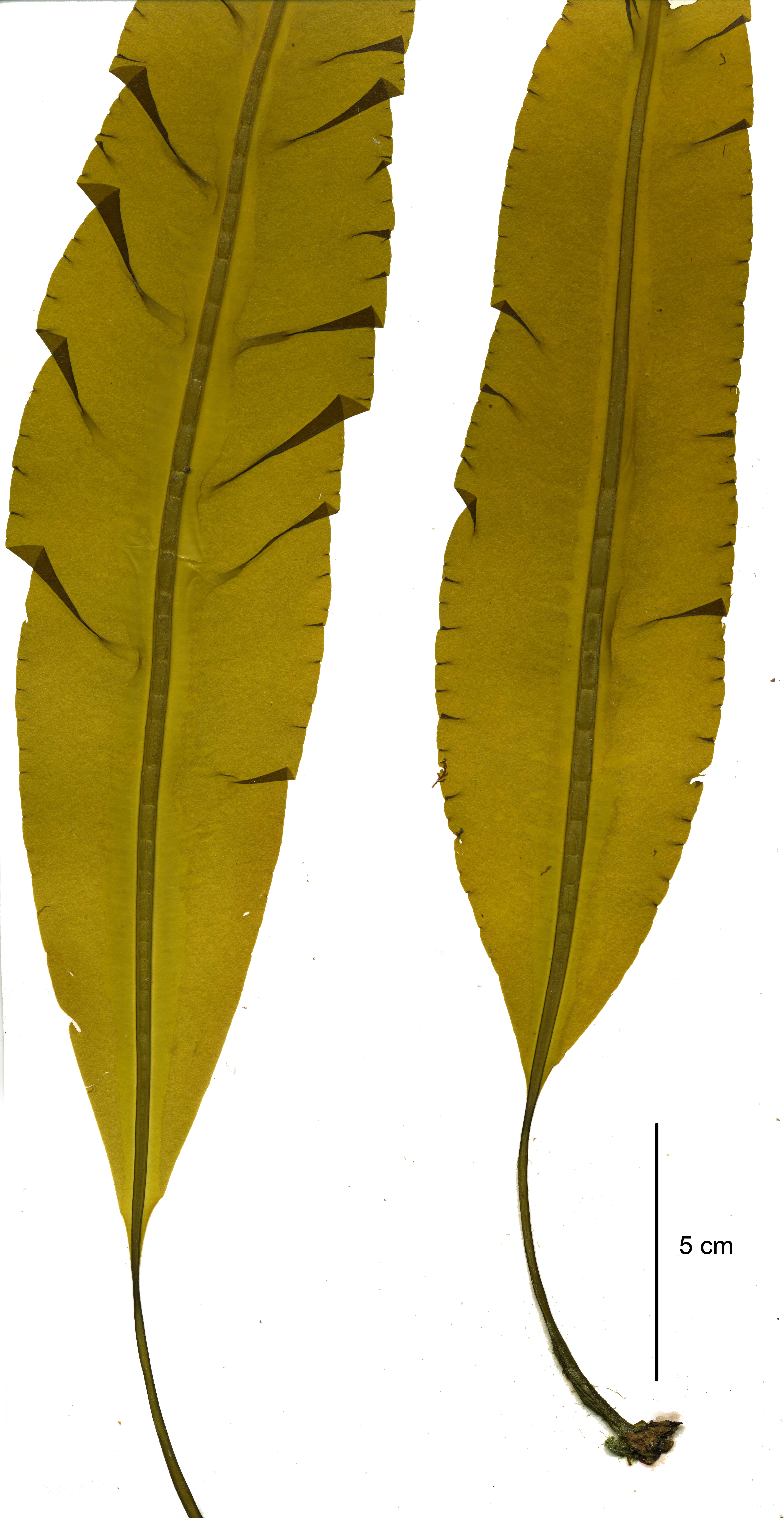 Eualaria fistulosa – M. Lindeberg · Aleutian Islands · June 2007
