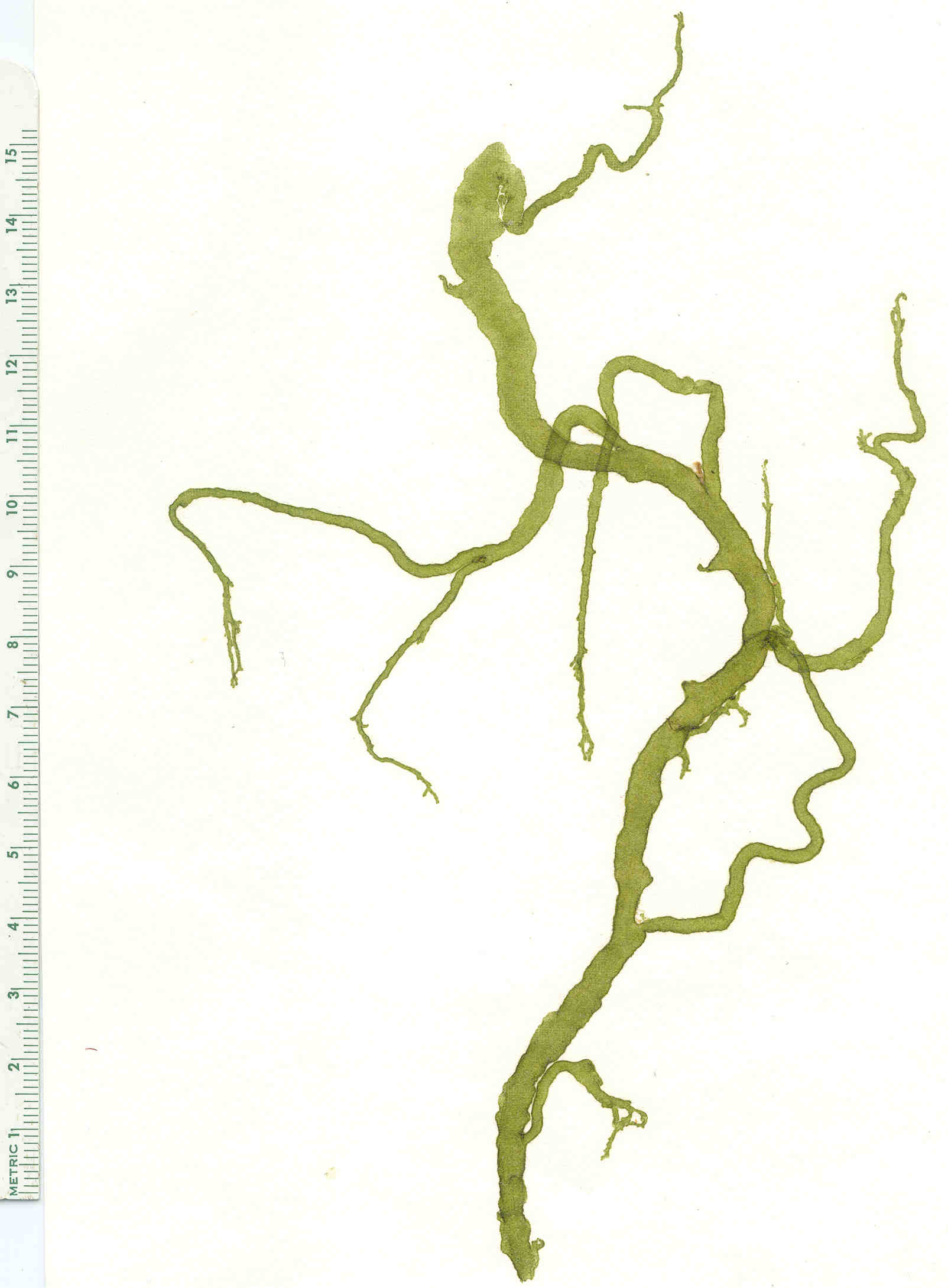 Eudesme borealis