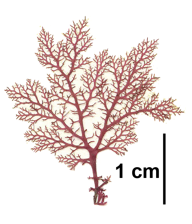 Euthora cristata