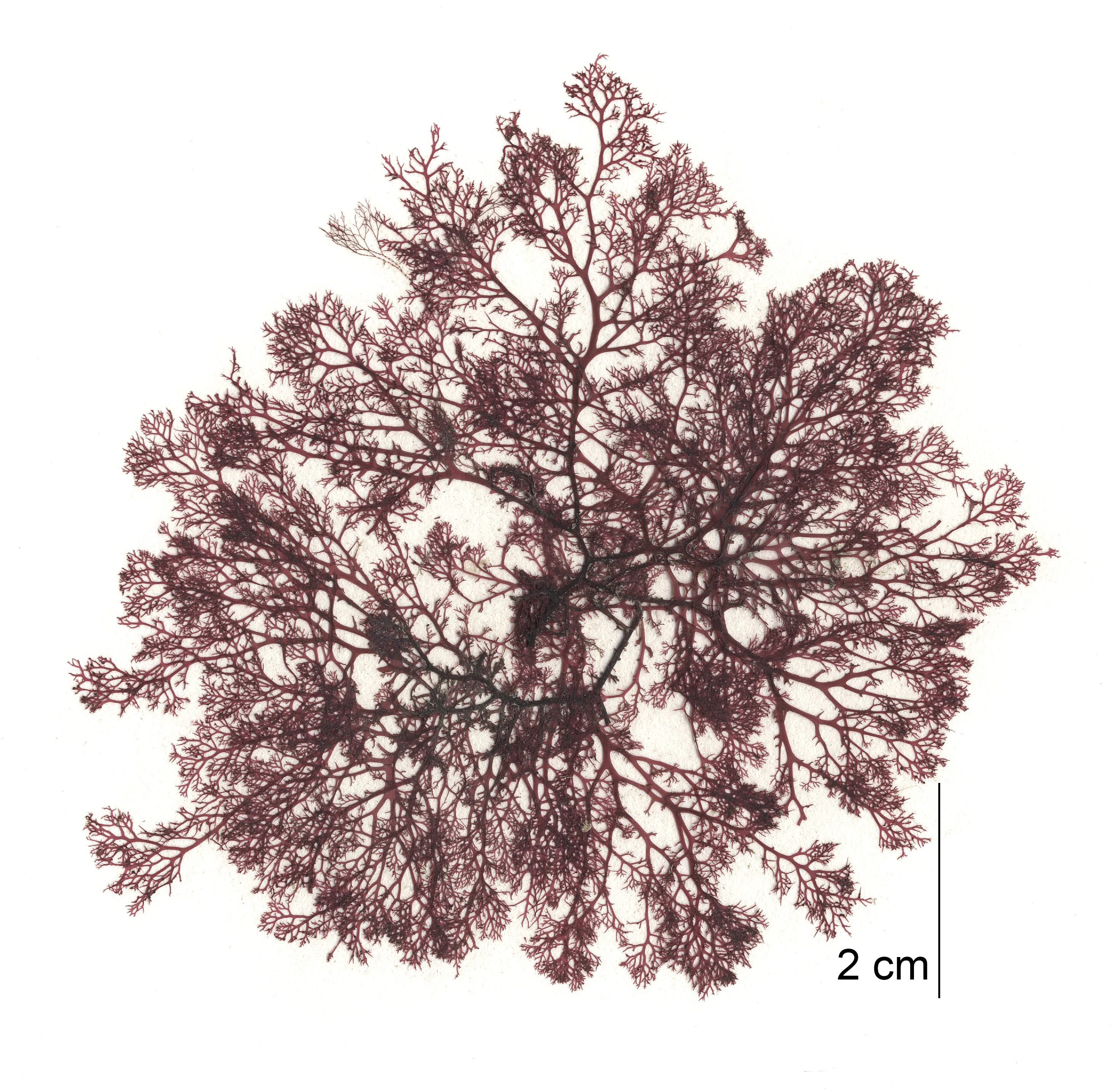 Euthora cristata – M. Lindeberg · Cook Inlet · June 2015