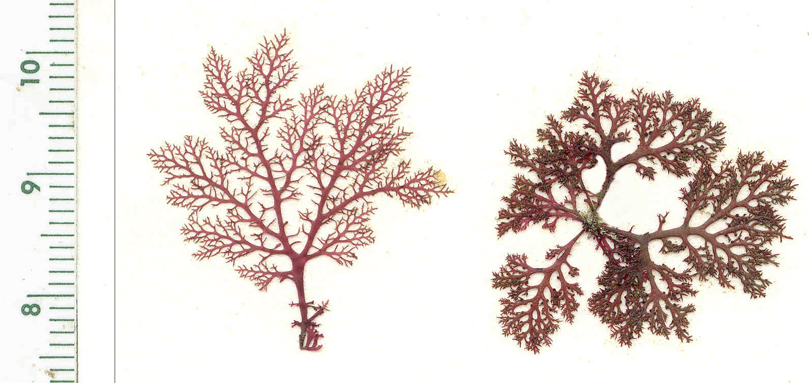 Euthora cristata – M. Lindeberg · Kenai Peninsula · June 1991