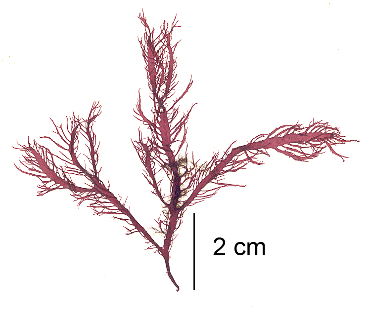 Farlowia mollis