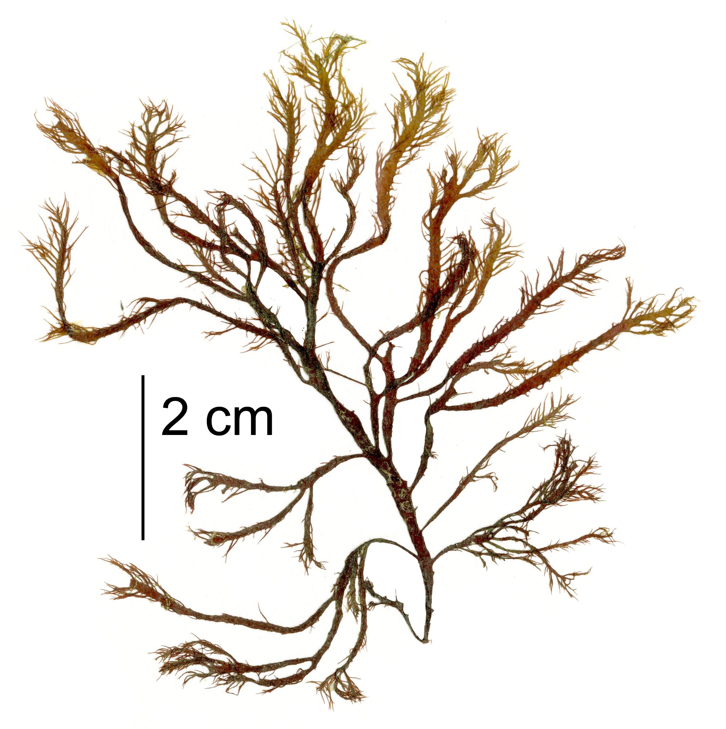 Farlowia mollis – M. Lindeberg · Southeast