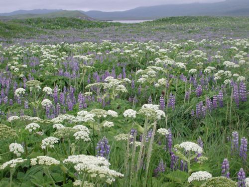 Flowering meadow