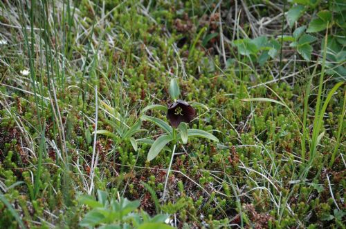 Fritillaria camschatcensis – M. Lindeberg · Aleutian Islands · July 2007
