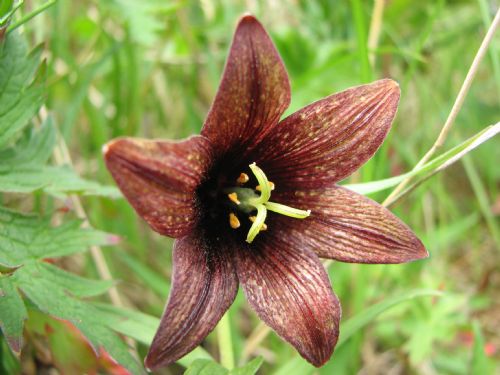 Fritillaria camschatcensis