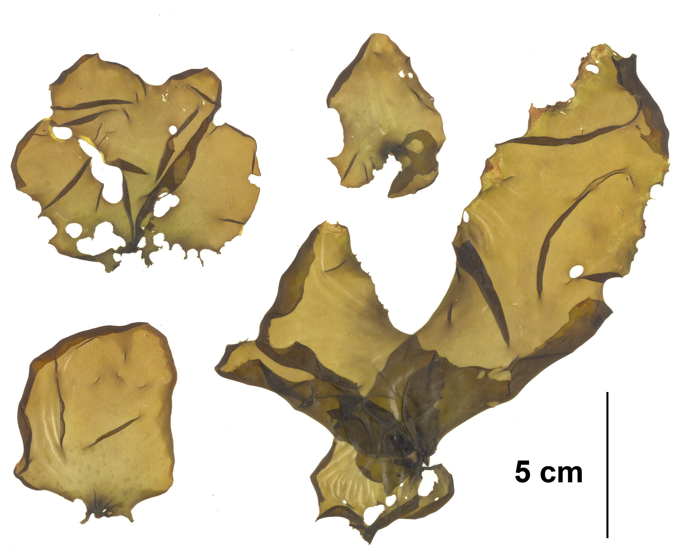 Fuscifolium tasa