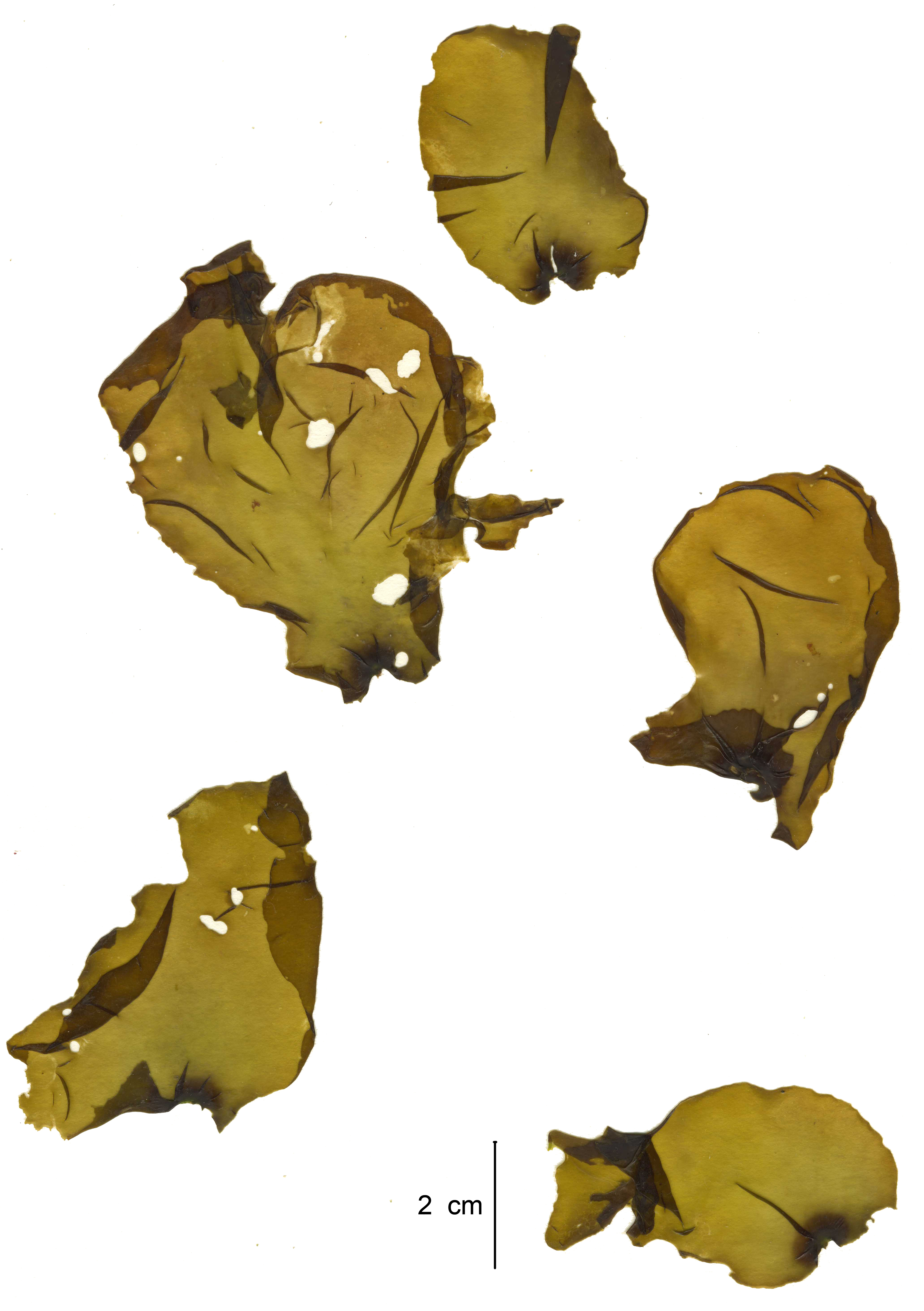 Fuscifolium tasa – M. Lindeberg · Aleutian Islands · June 2007
