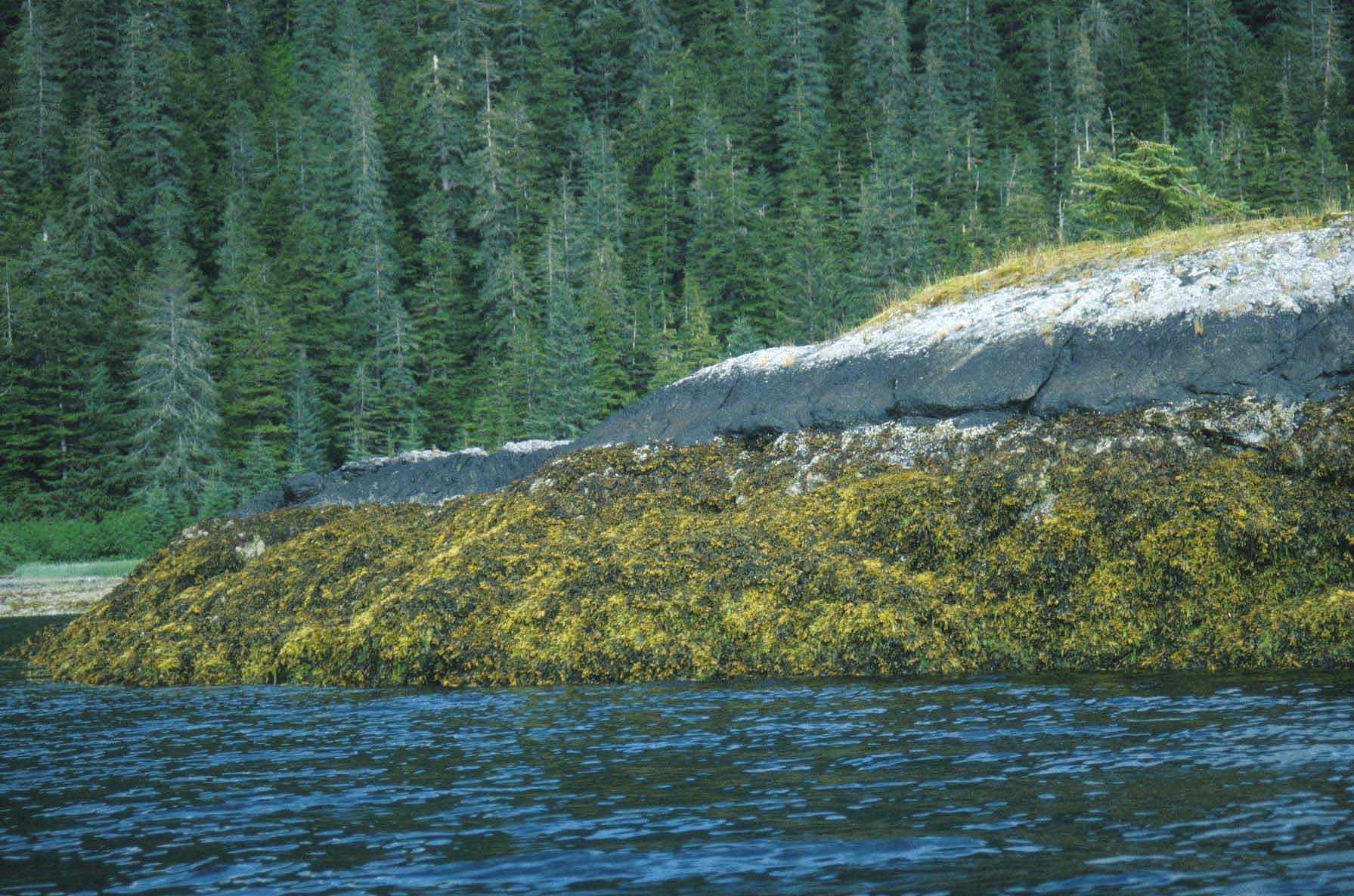 Fucus distichus – M. Lindeberg · Prince William Sound