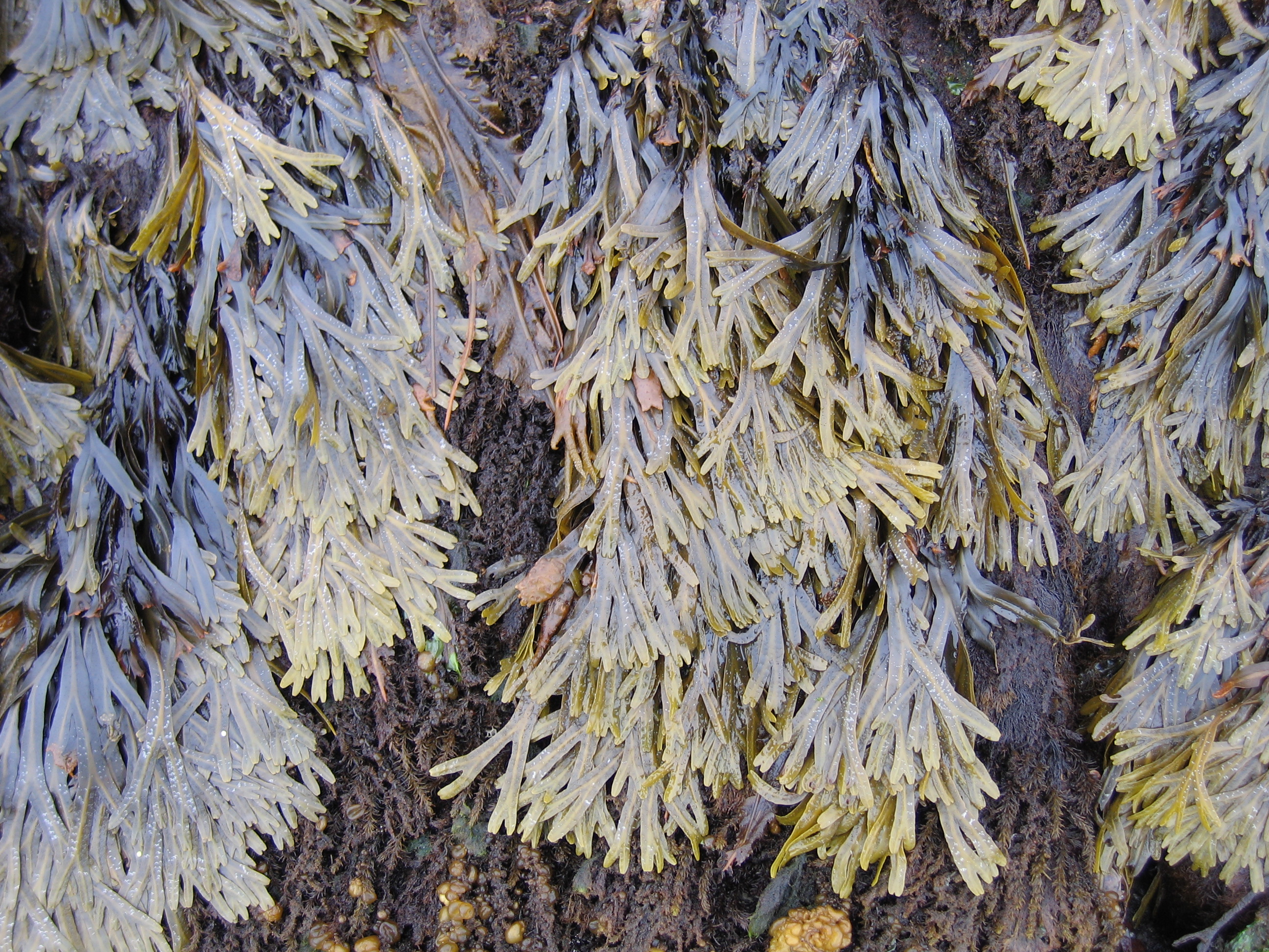Fucus distichus – M. Lindeberg · July 2006