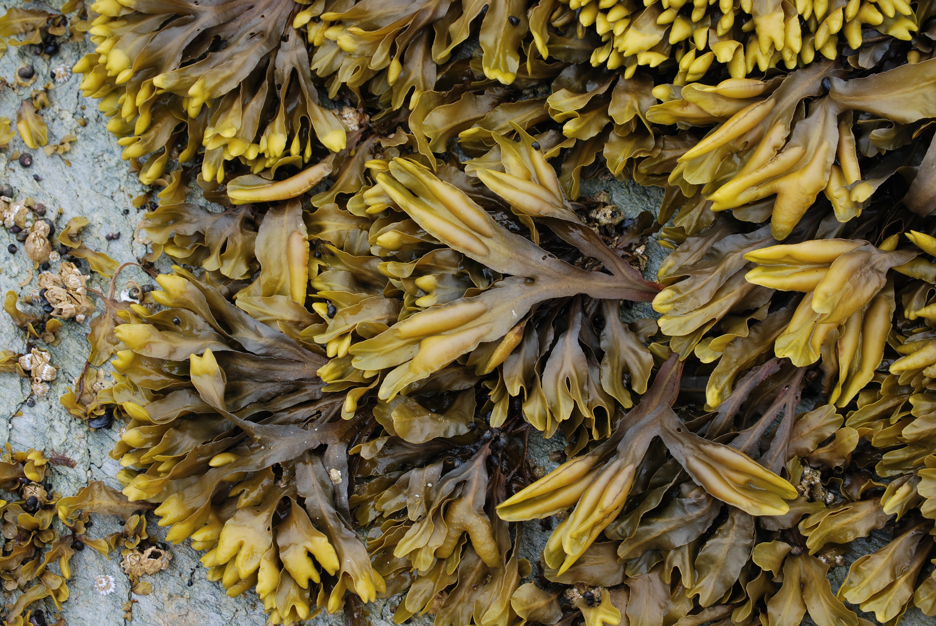 Fucus distichus – M. Lindeberg · Southeast Alaska · June 2008