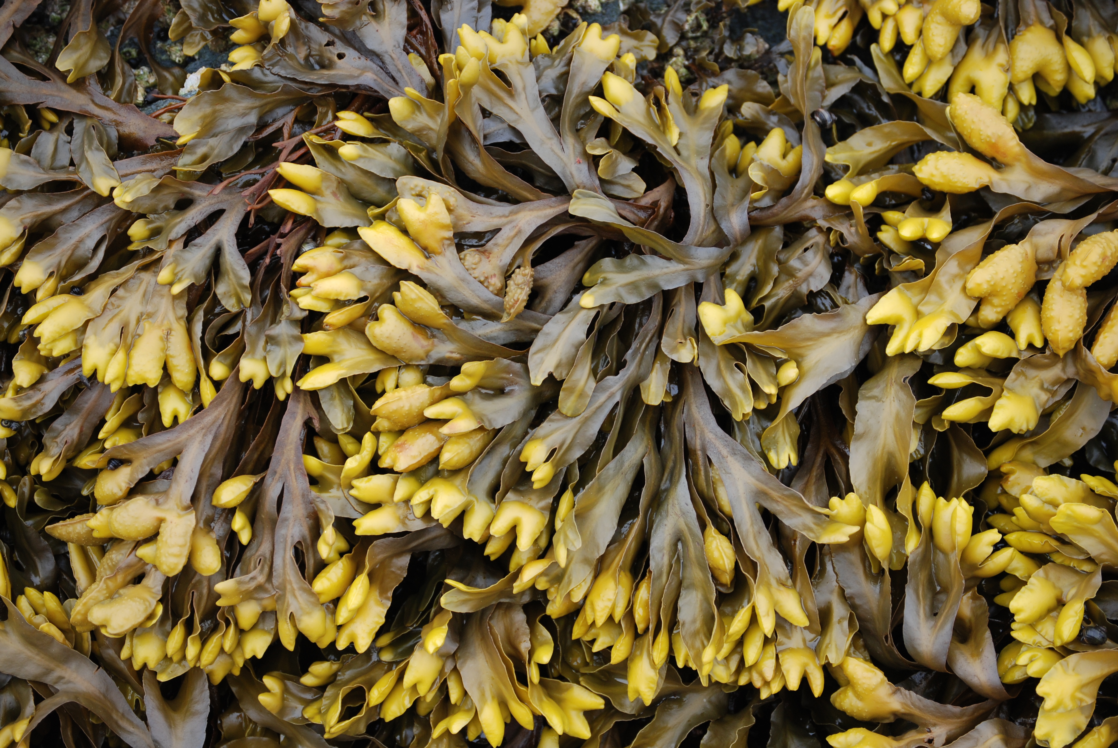 Fucus distichus – M. Lindeberg · Southeast Alaska · June 2008