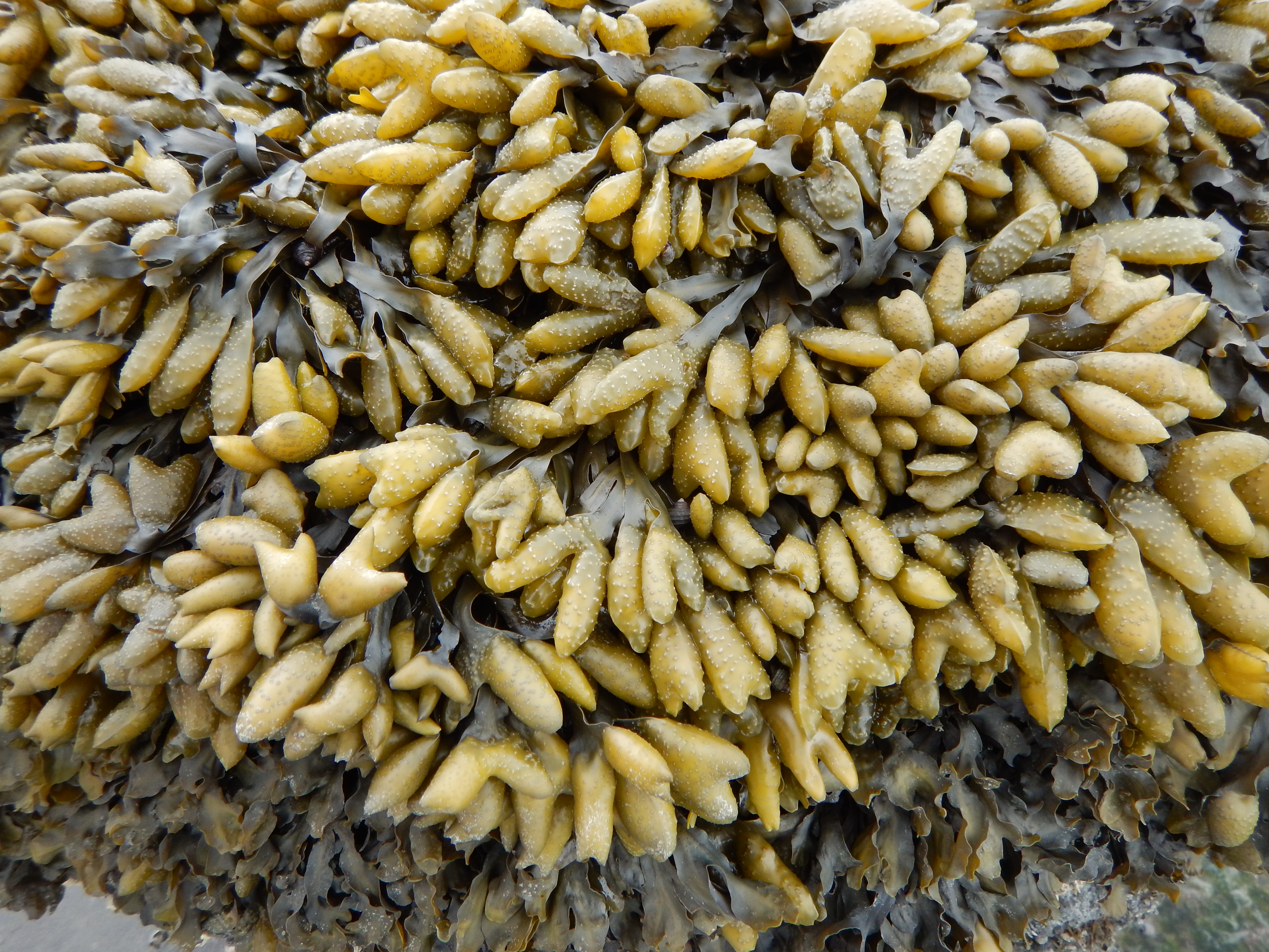 Fucus distichus – M. Lindeberg · Cook Inlet · May 2017