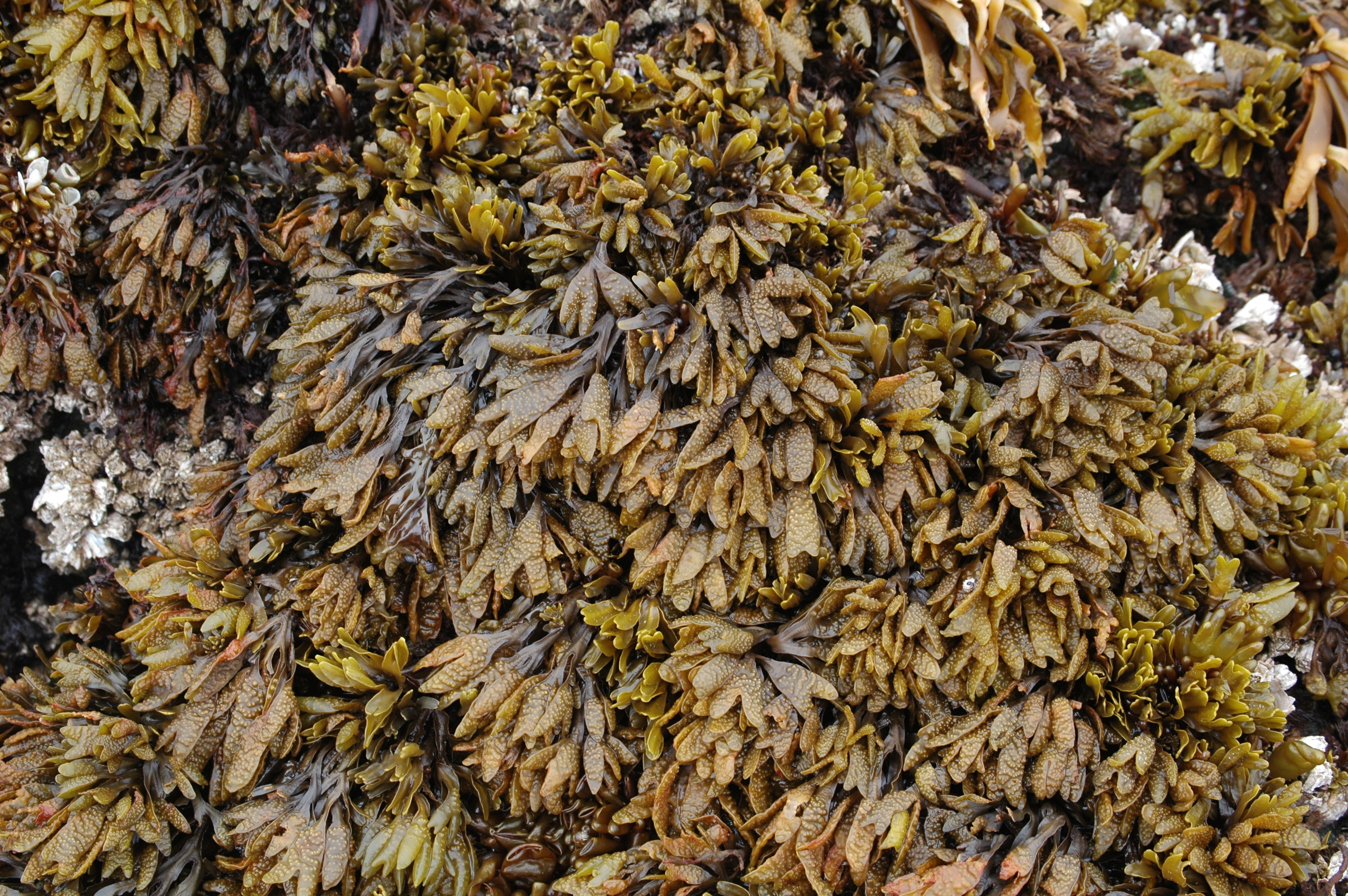 Fucus distichus – M. Lindeberg · June 2013