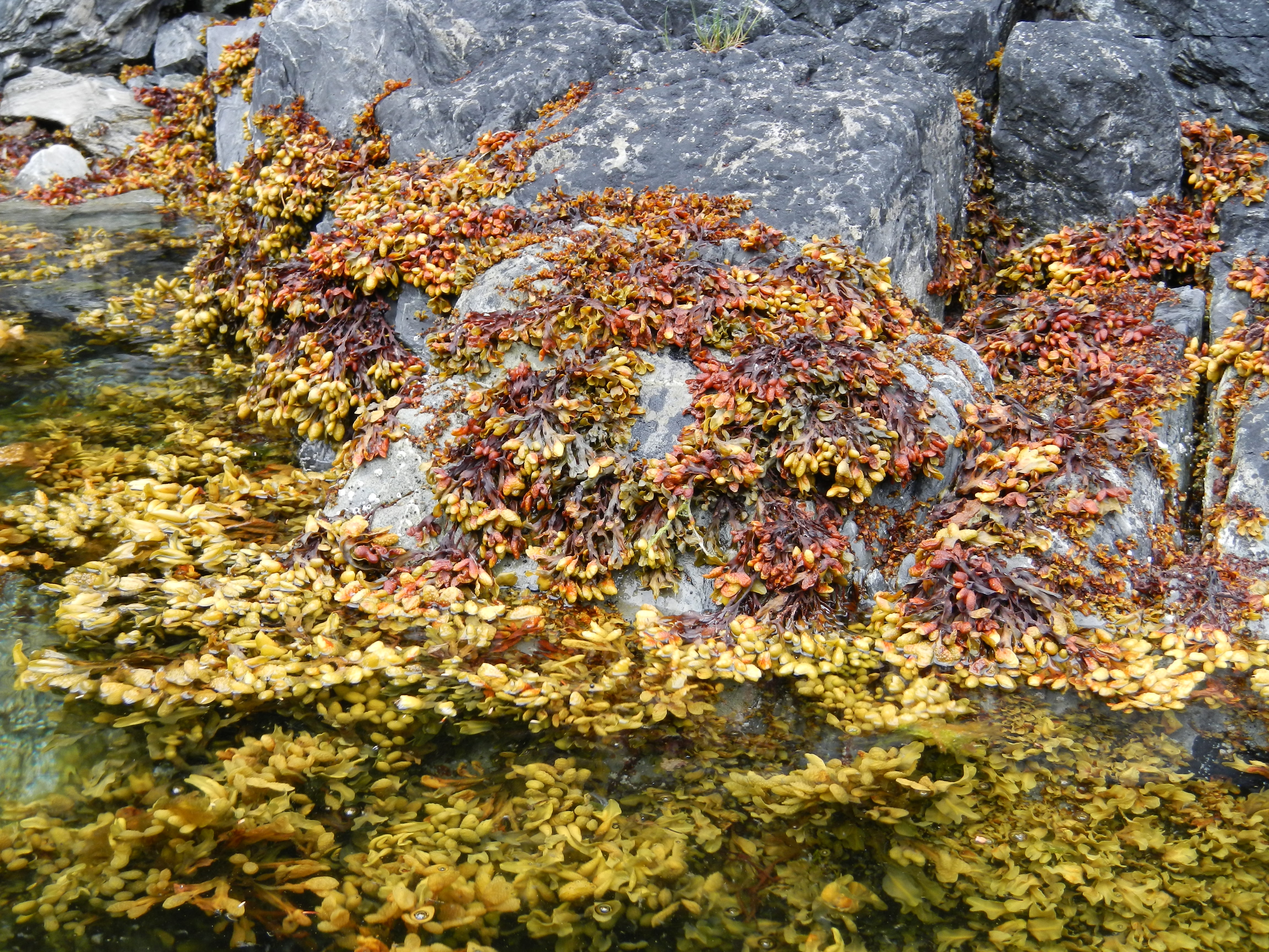 Fucus distichus – M. Lindeberg · Prince William Sound · July 2007