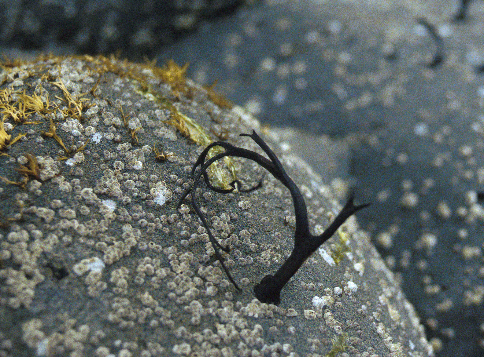 Fucus distichus – M. Lindeberg · Prince William Sound