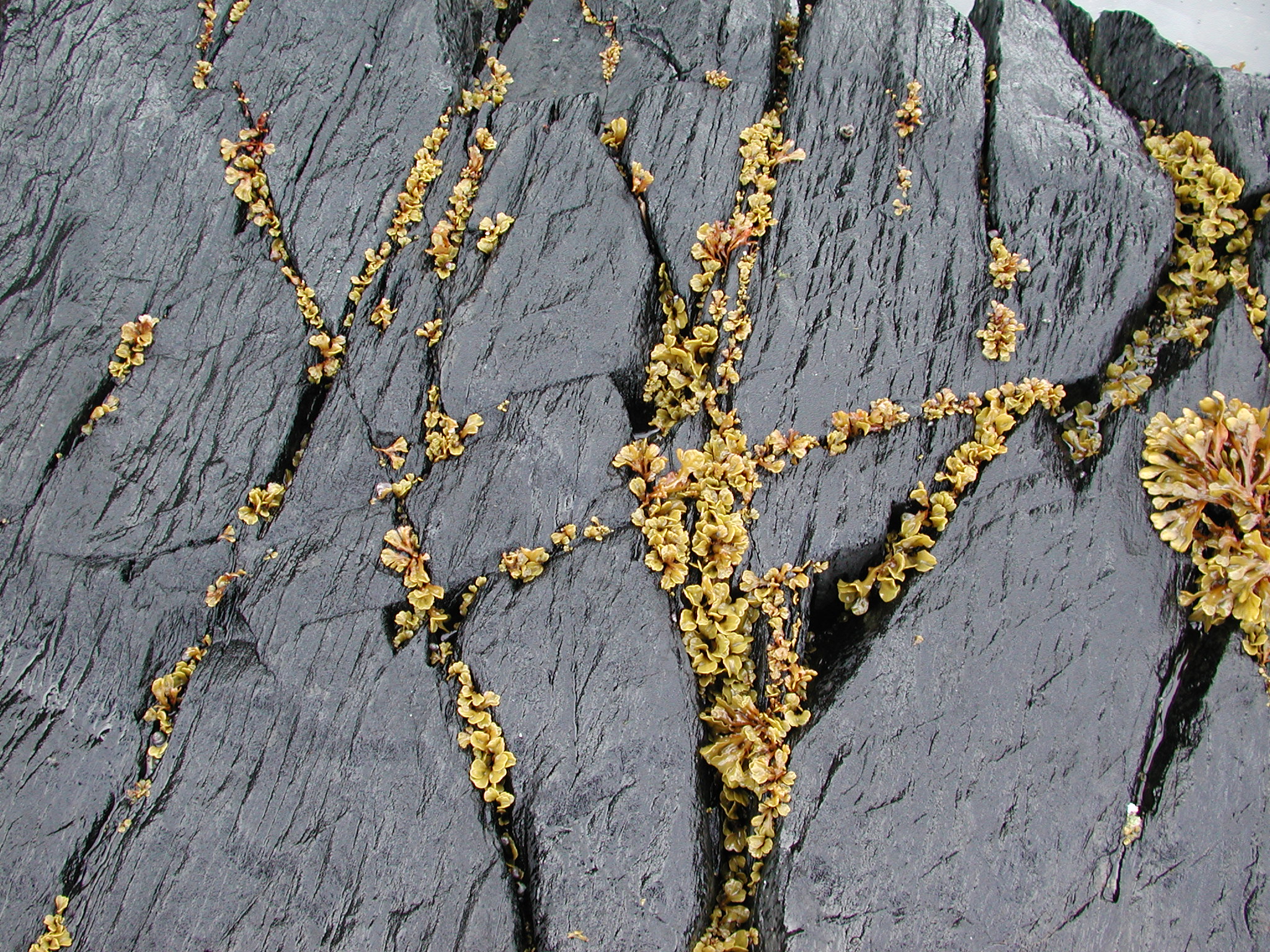 Fucus distichus – M. Lindeberg · Prince William Sound · April 2006