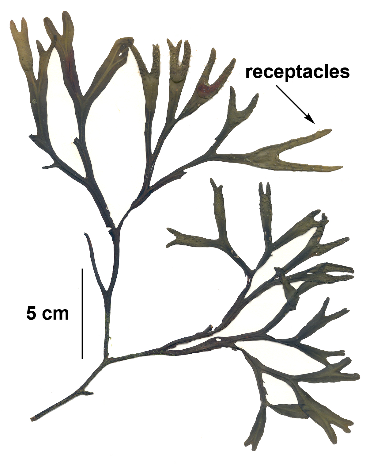 Fucus distichus