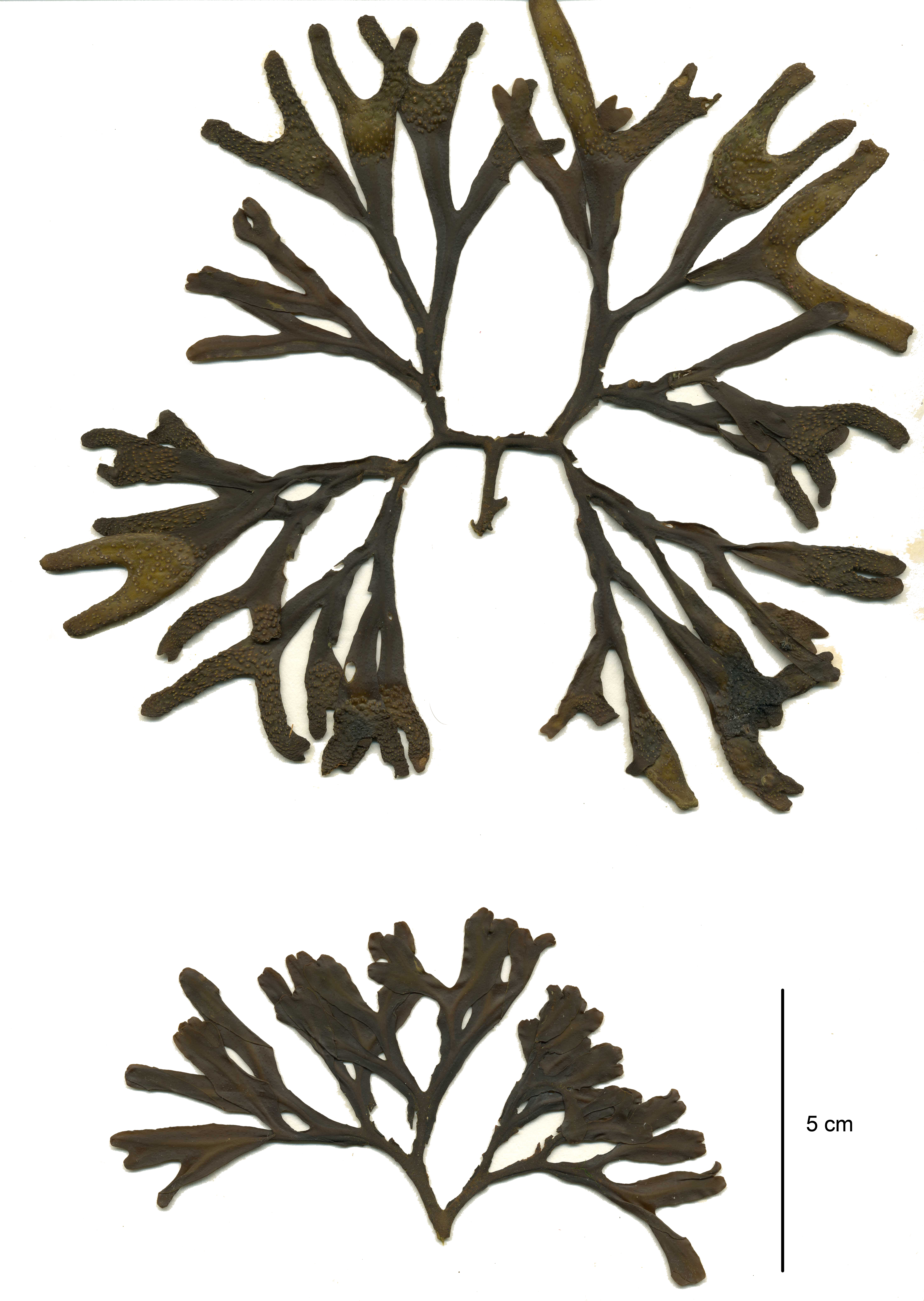 Fucus distichus – M. Lindeberg · Aleutian Islands · June 2007