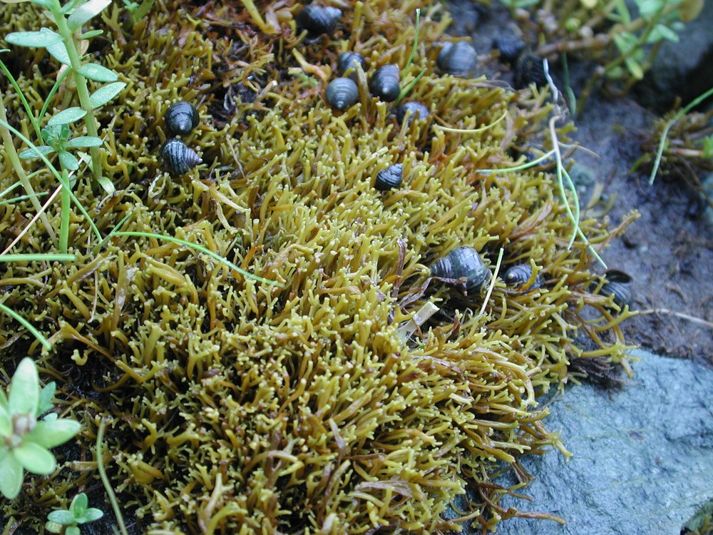 Fucus distichus (dwarf form) – M. Lindeberg · Prince William Sound · July 2003