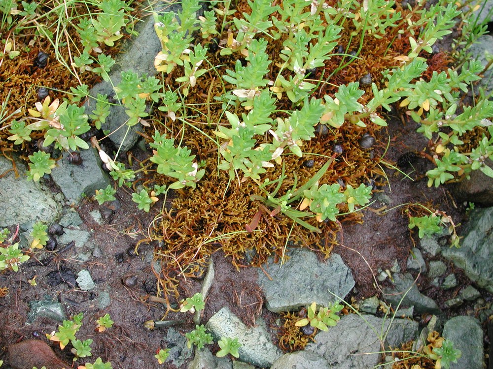 Fucus distichus (dwarf form) – M. Lindeberg · Prince William Sound · July 2003