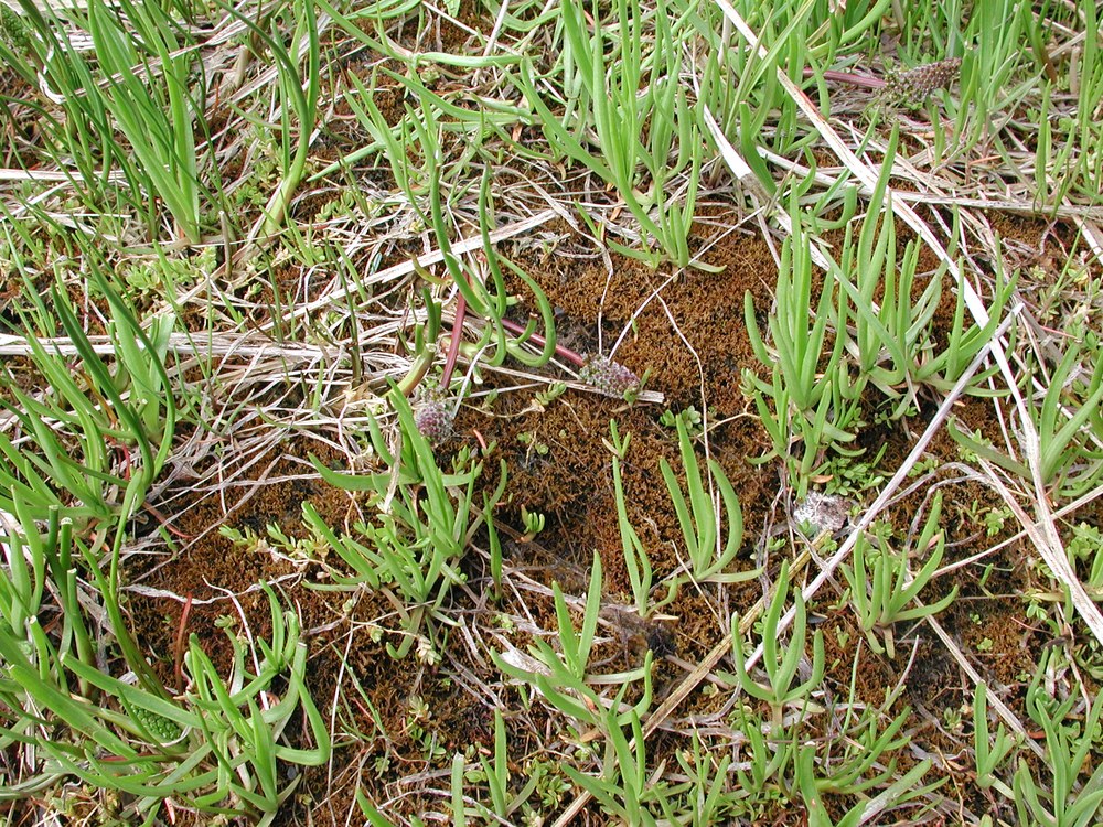 Fucus distichus (dwarf form) – M. Lindeberg · Kodiak Archipelago · May 2005