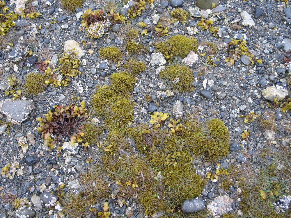 Fucus distichus (dwarf form) – M. Lindeberg · Southeast Alaska · June 2008